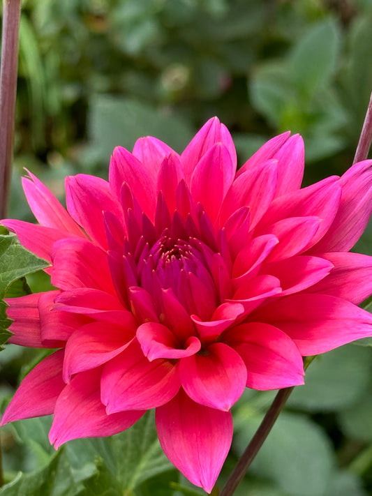 Fire Magic Dahlia