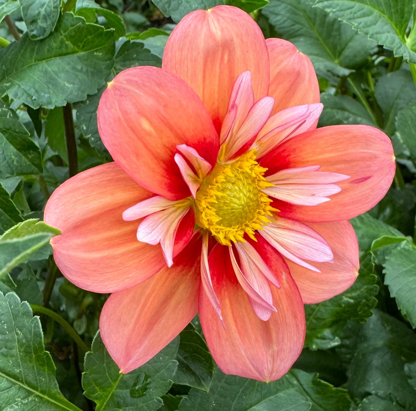 Giggles Dahlia