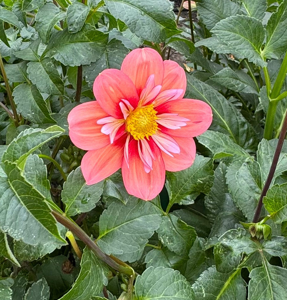 Giggles Dahlia