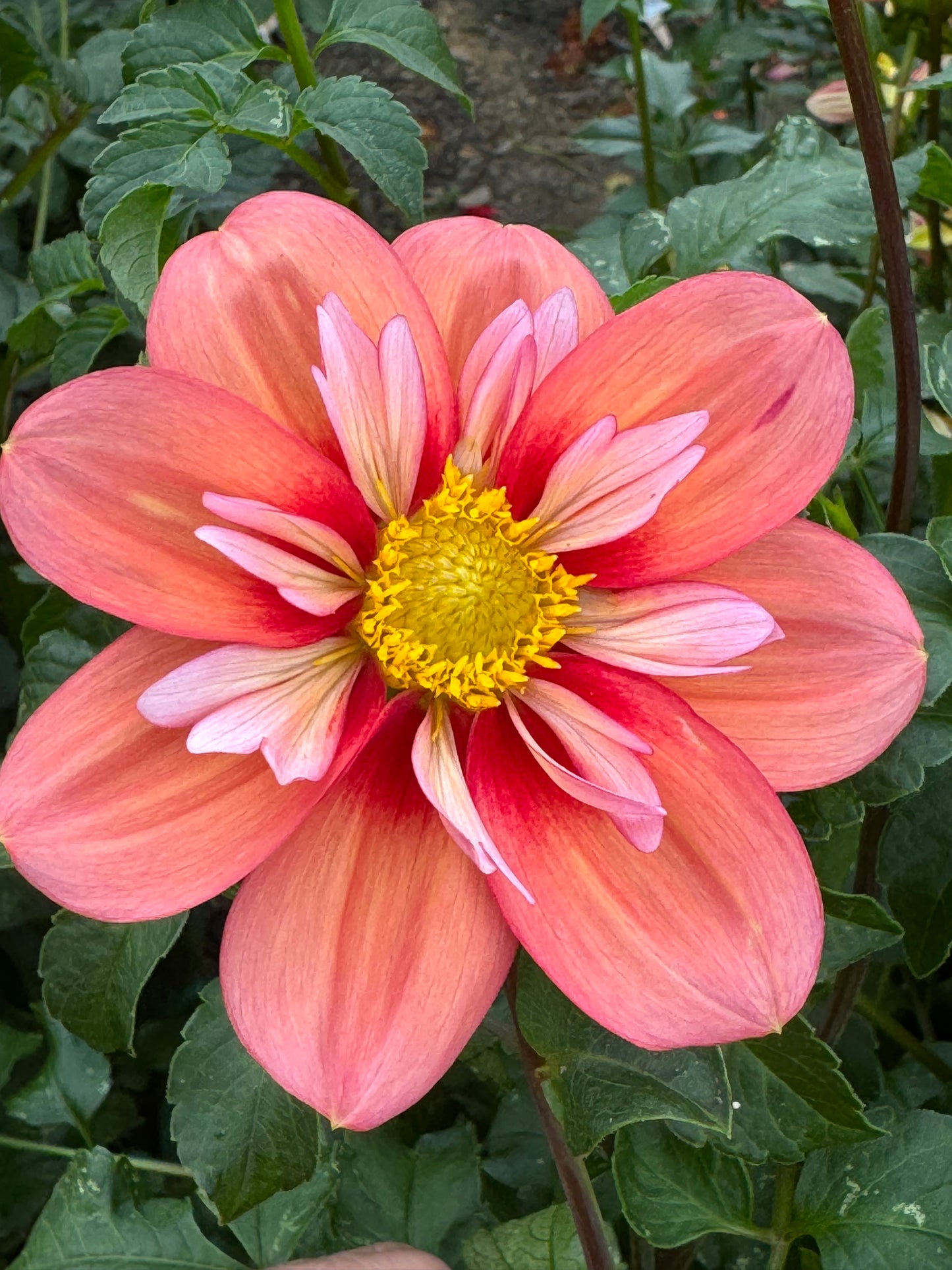 Giggles Dahlia