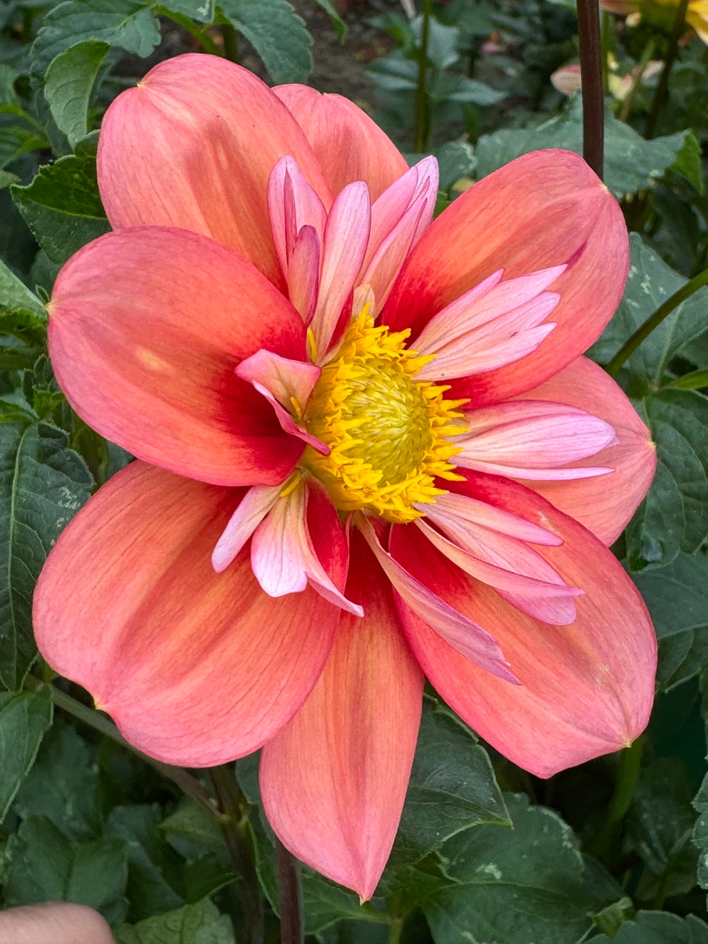 Giggles Dahlia