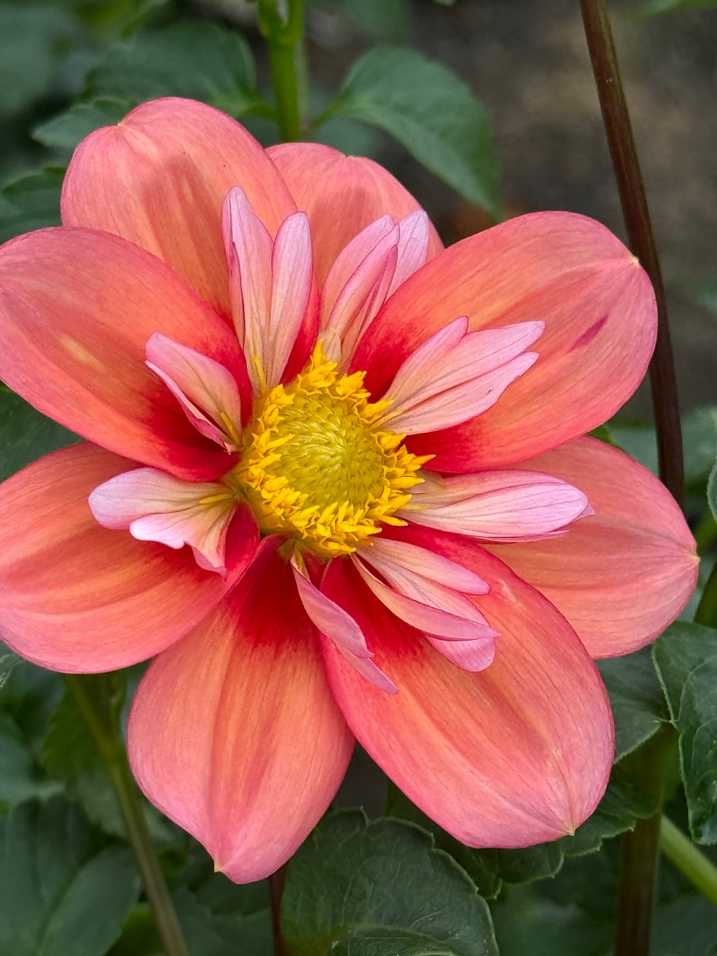 Giggles Dahlia