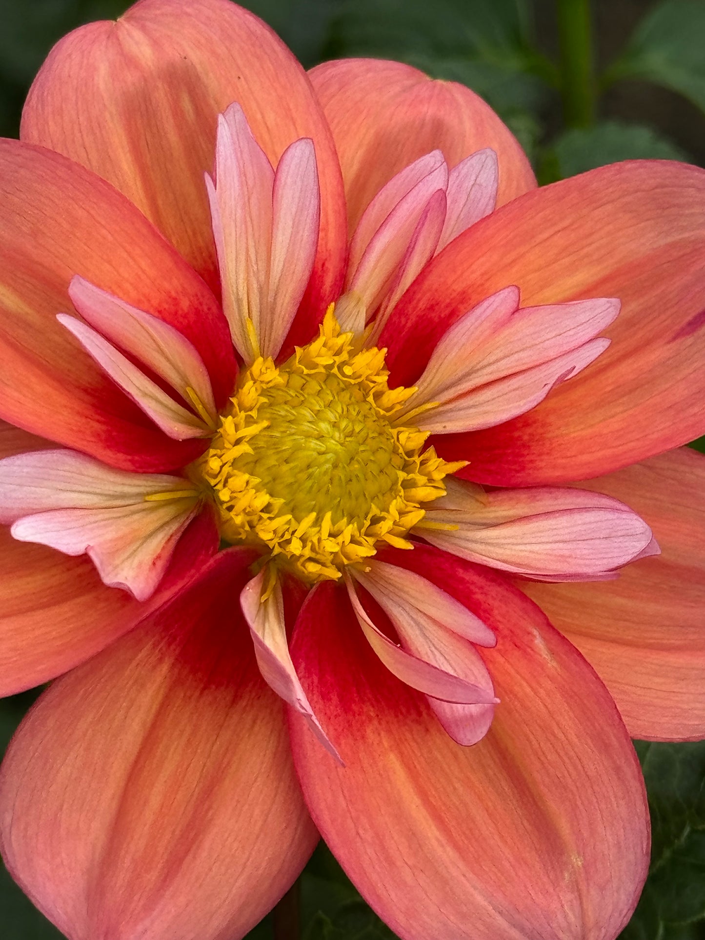 Giggles Dahlia