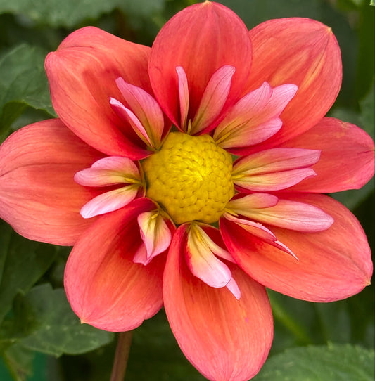 Giggles Dahlia