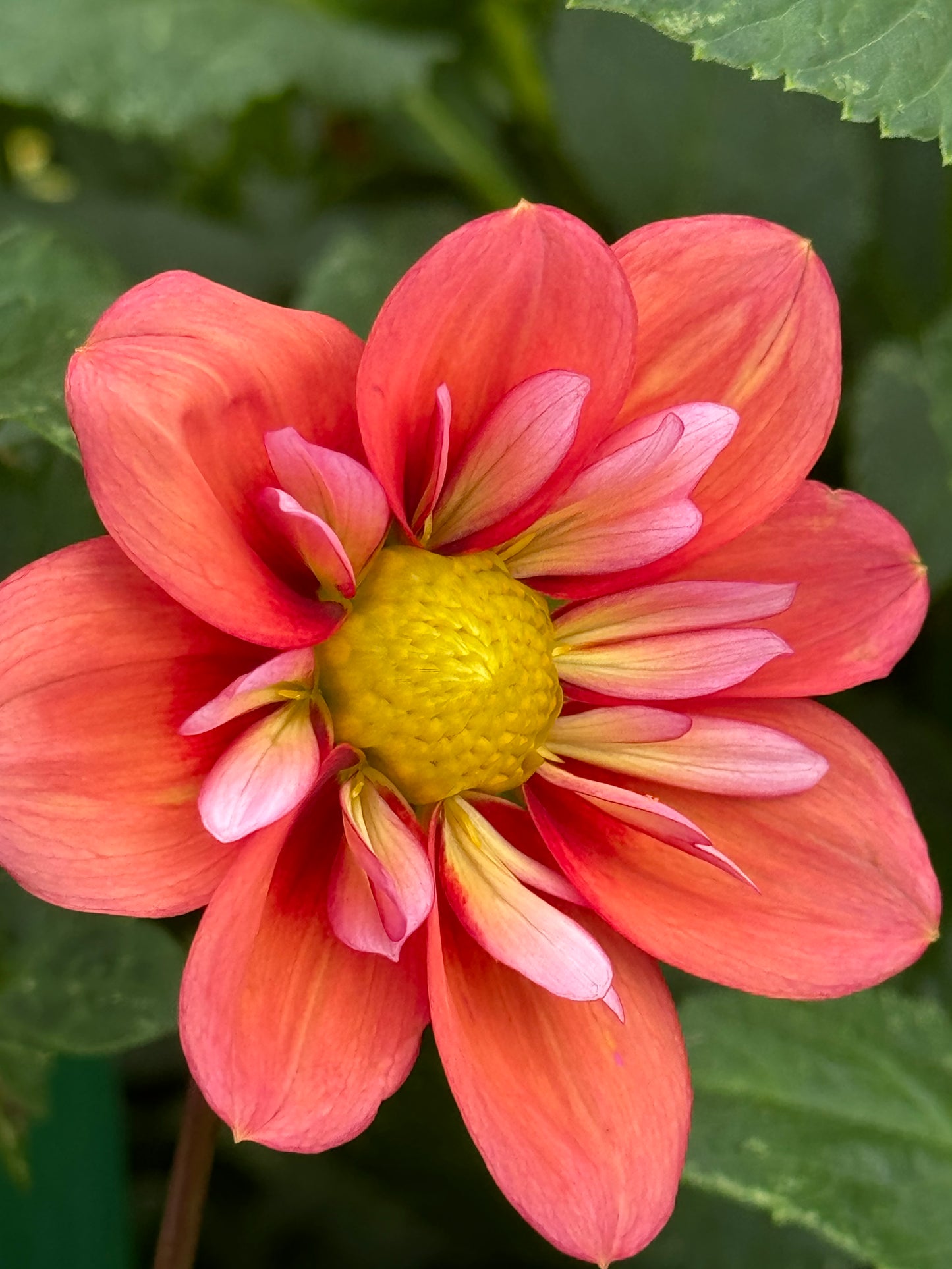 Giggles Dahlia