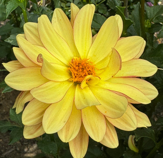 Beautiful Daisy Dahlia