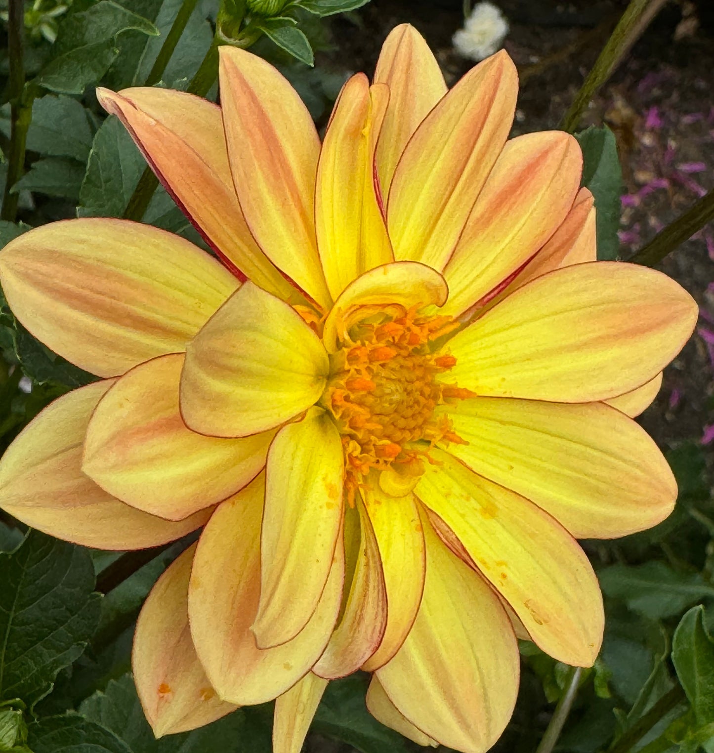 Beautiful Daisy Dahlia