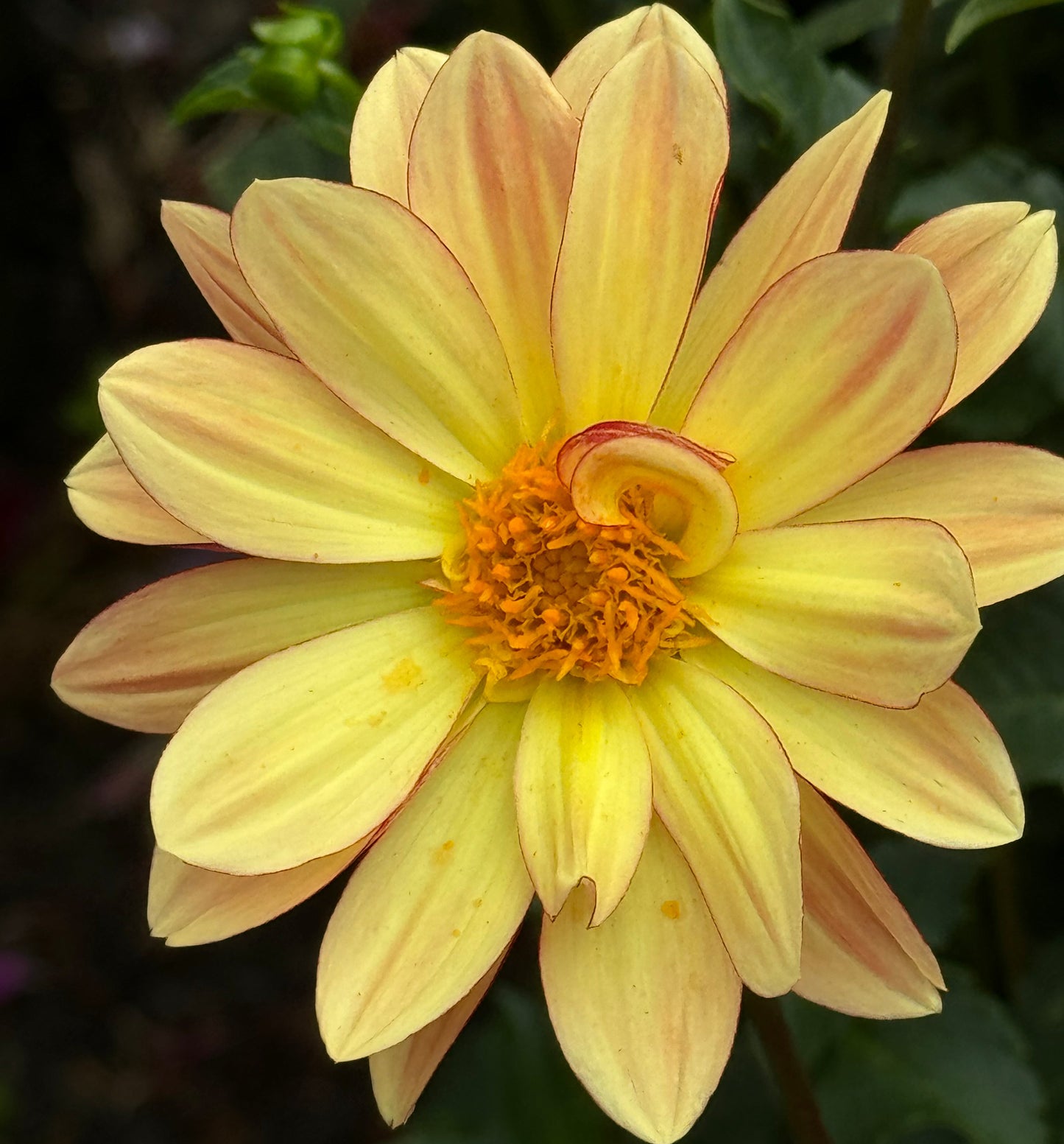 Beautiful Daisy Dahlia