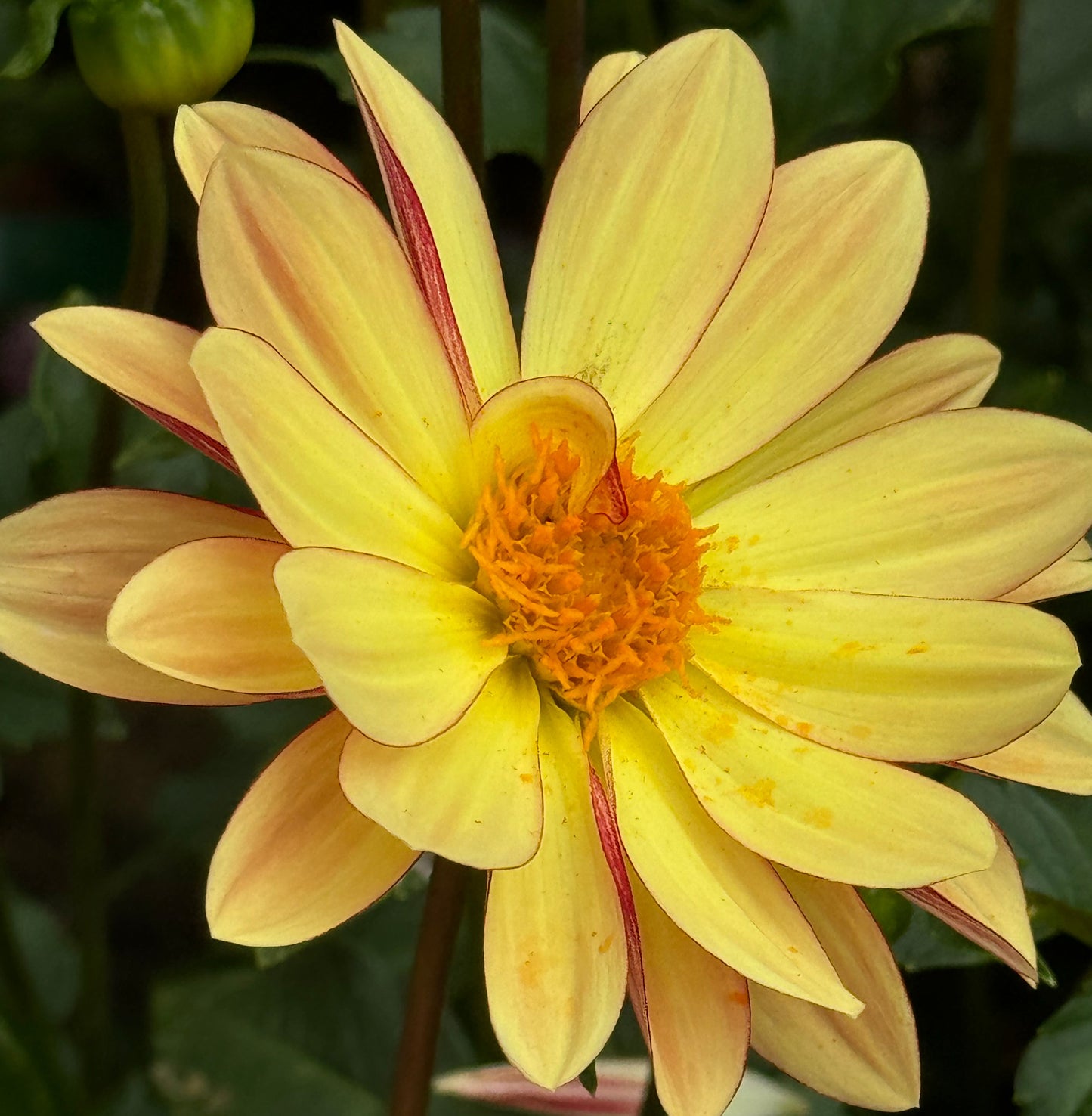 Beautiful Daisy Dahlia