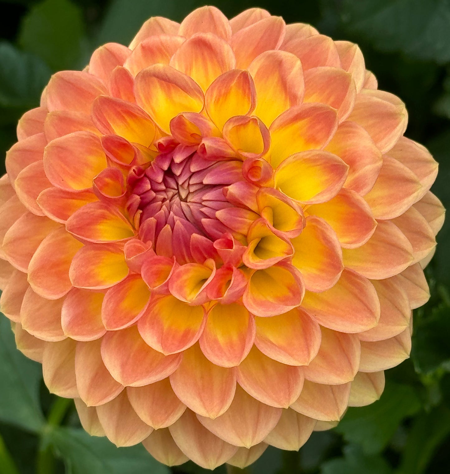 Blyton Softer Gleam Dahlia