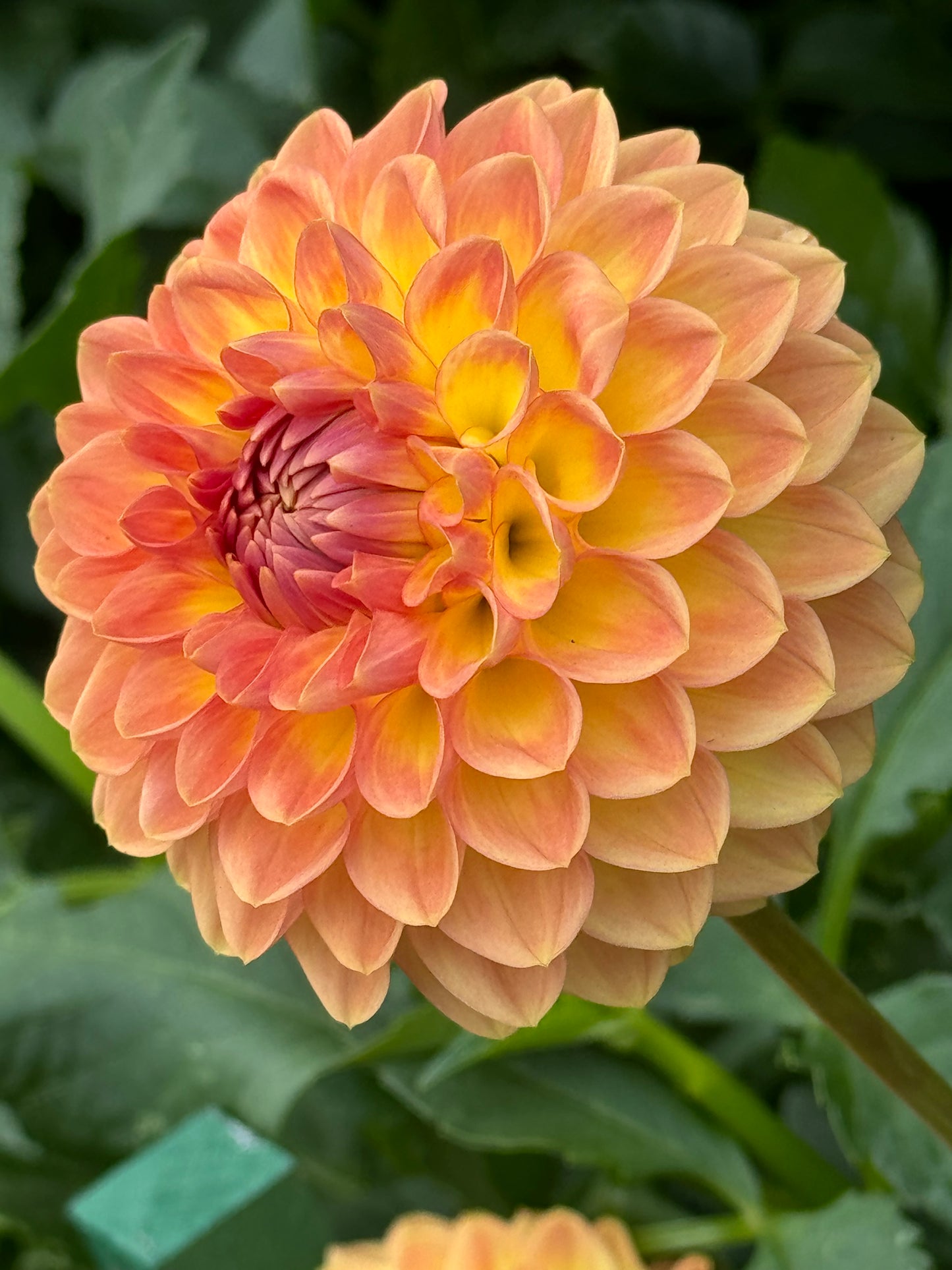 Blyton Softer Gleam Dahlia
