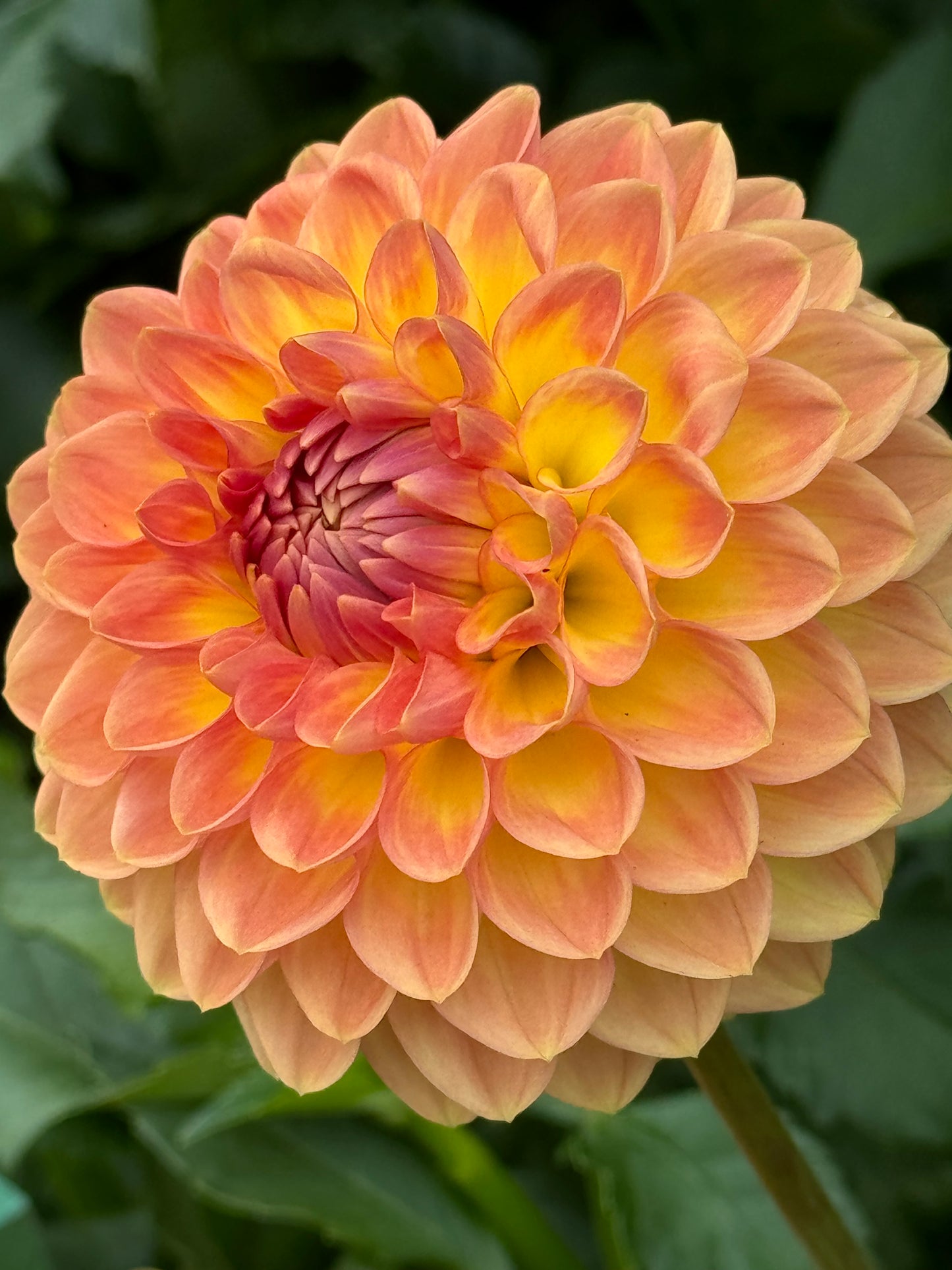 Blyton Softer Gleam Dahlia