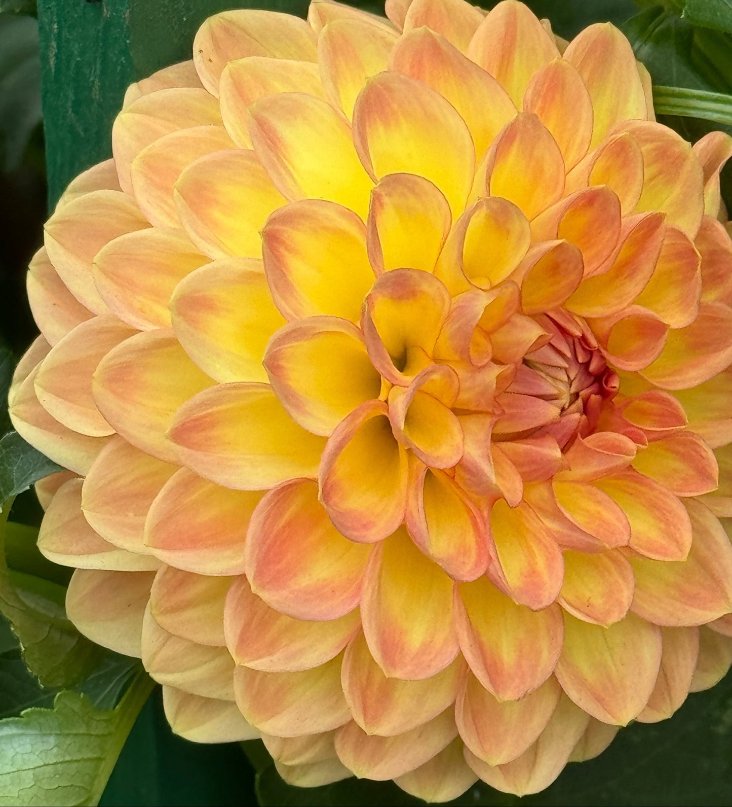 Blyton Softer Gleam Dahlia