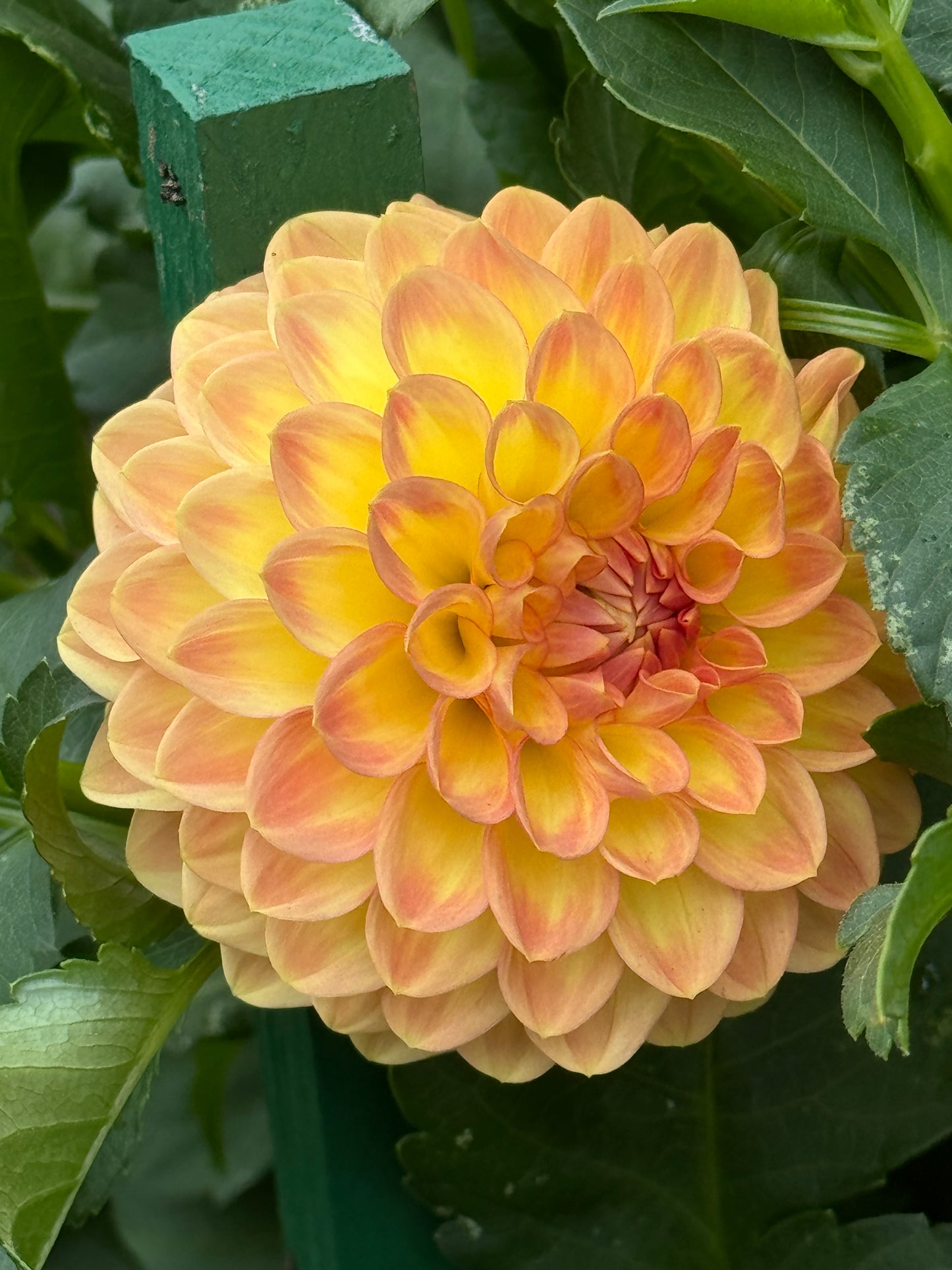 Blyton Softer Gleam Dahlia