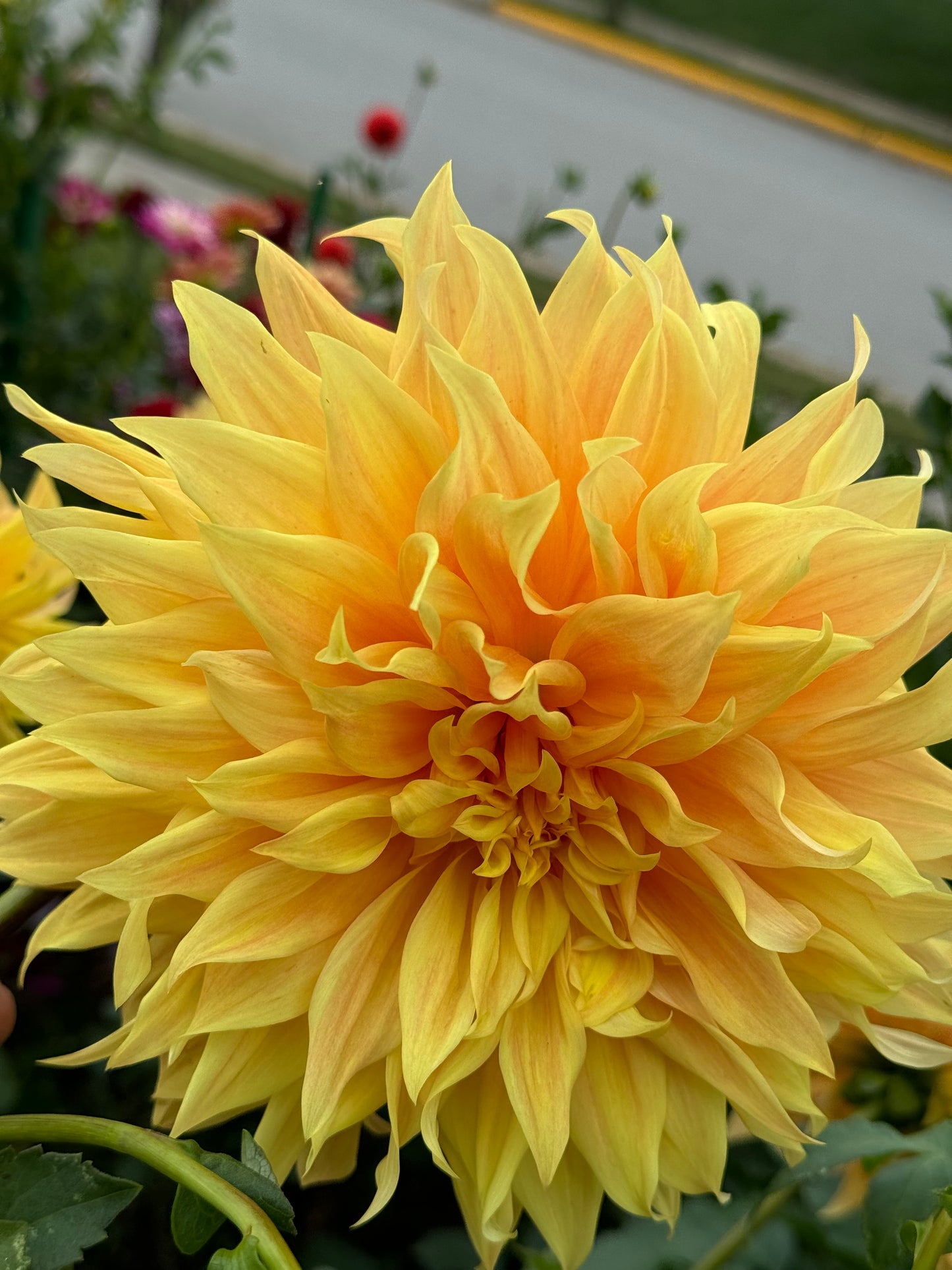 Bonaventure Dahlia