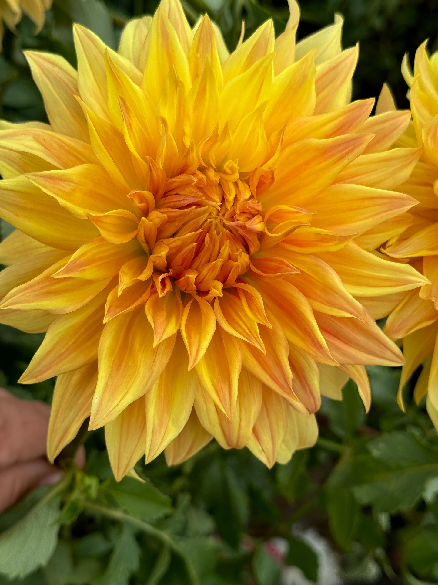 Bonaventure Dahlia