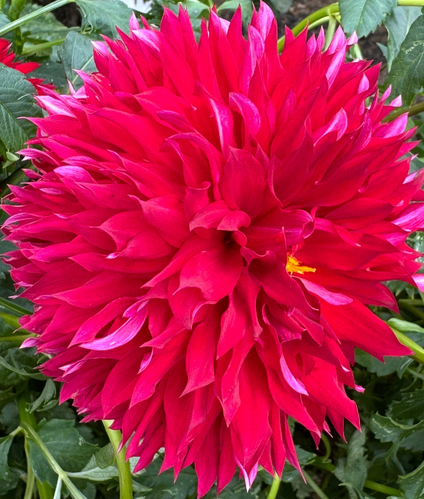 Knee Deep Dahlia