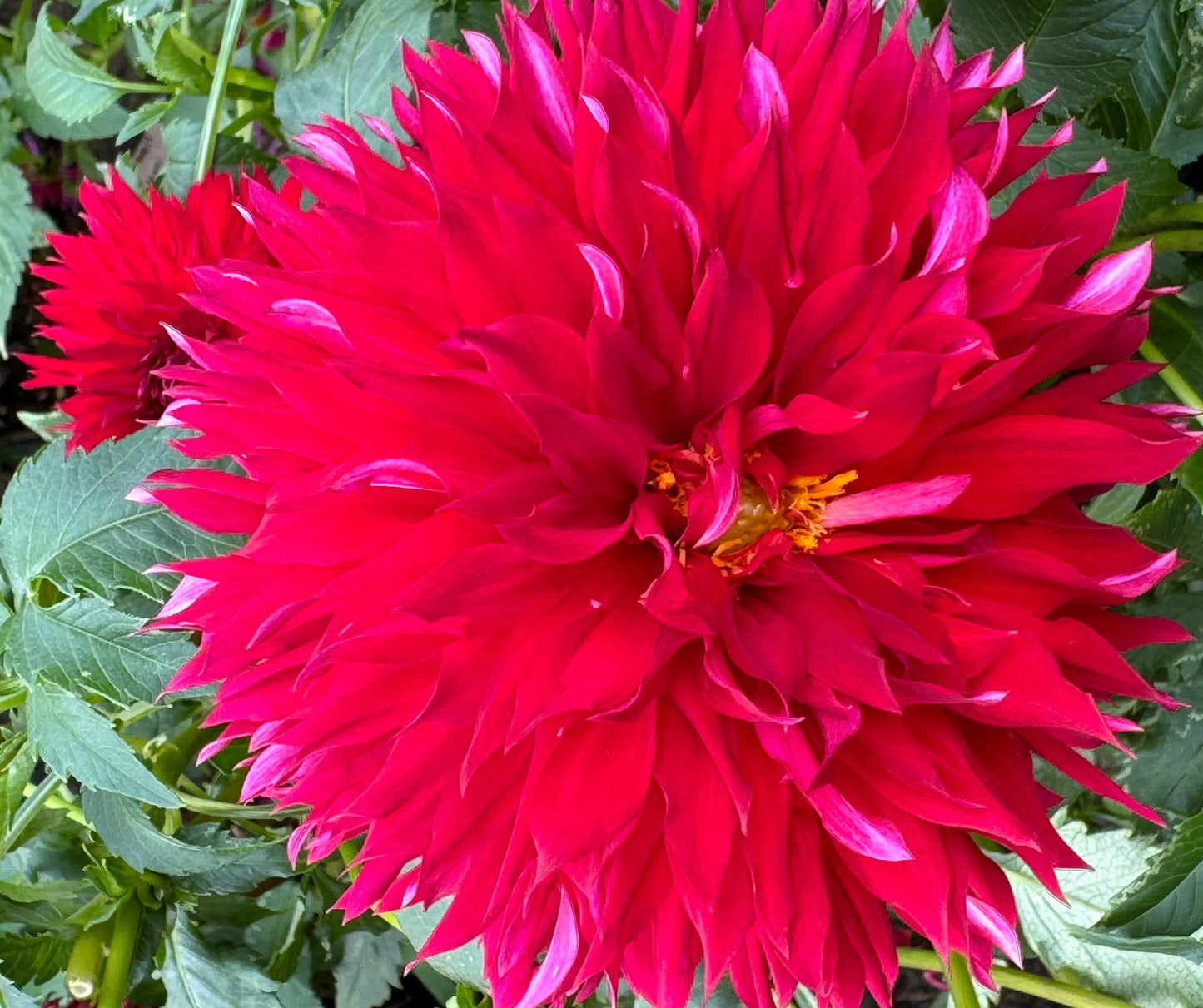 Knee Deep Dahlia