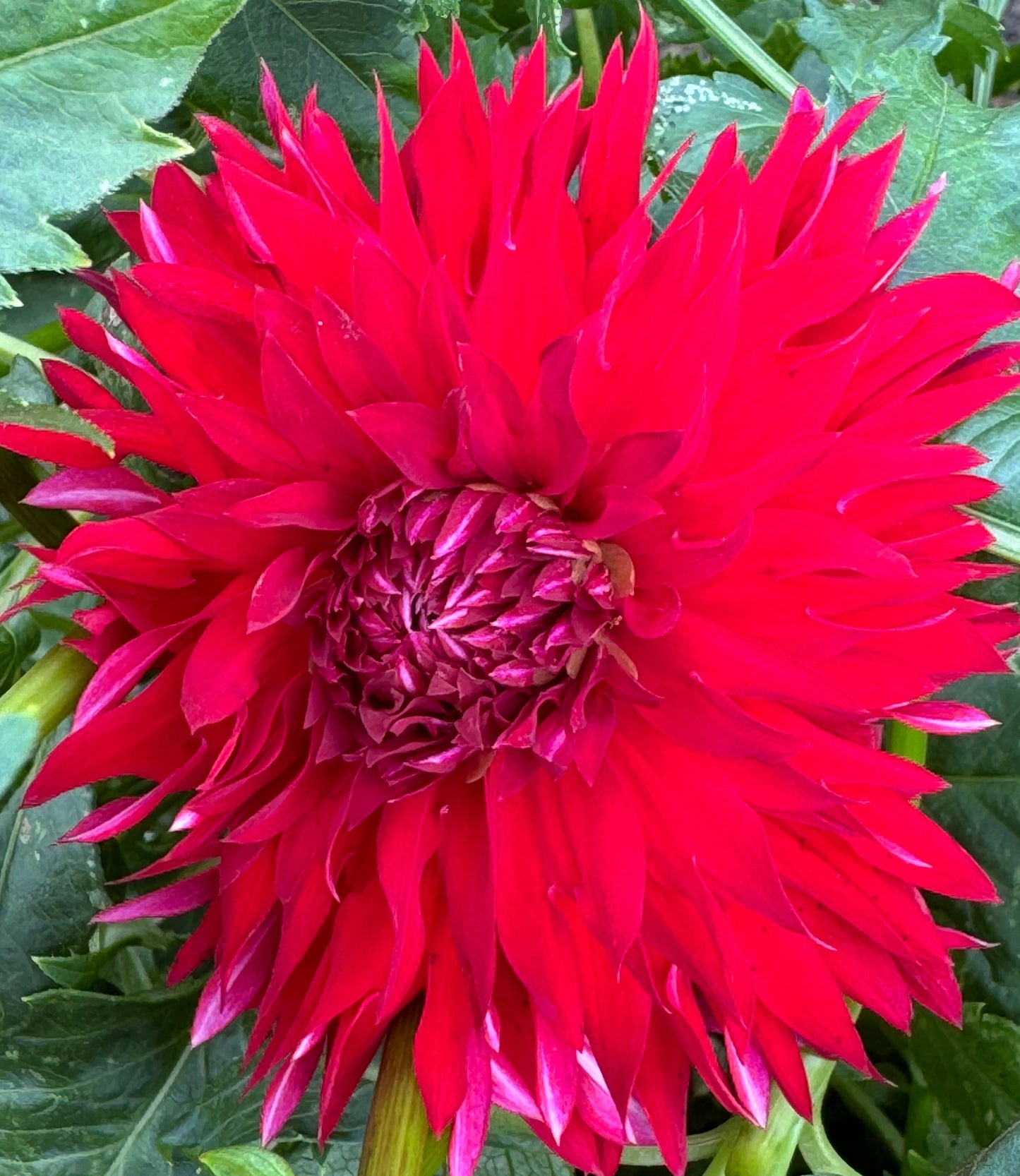 Knee Deep Dahlia