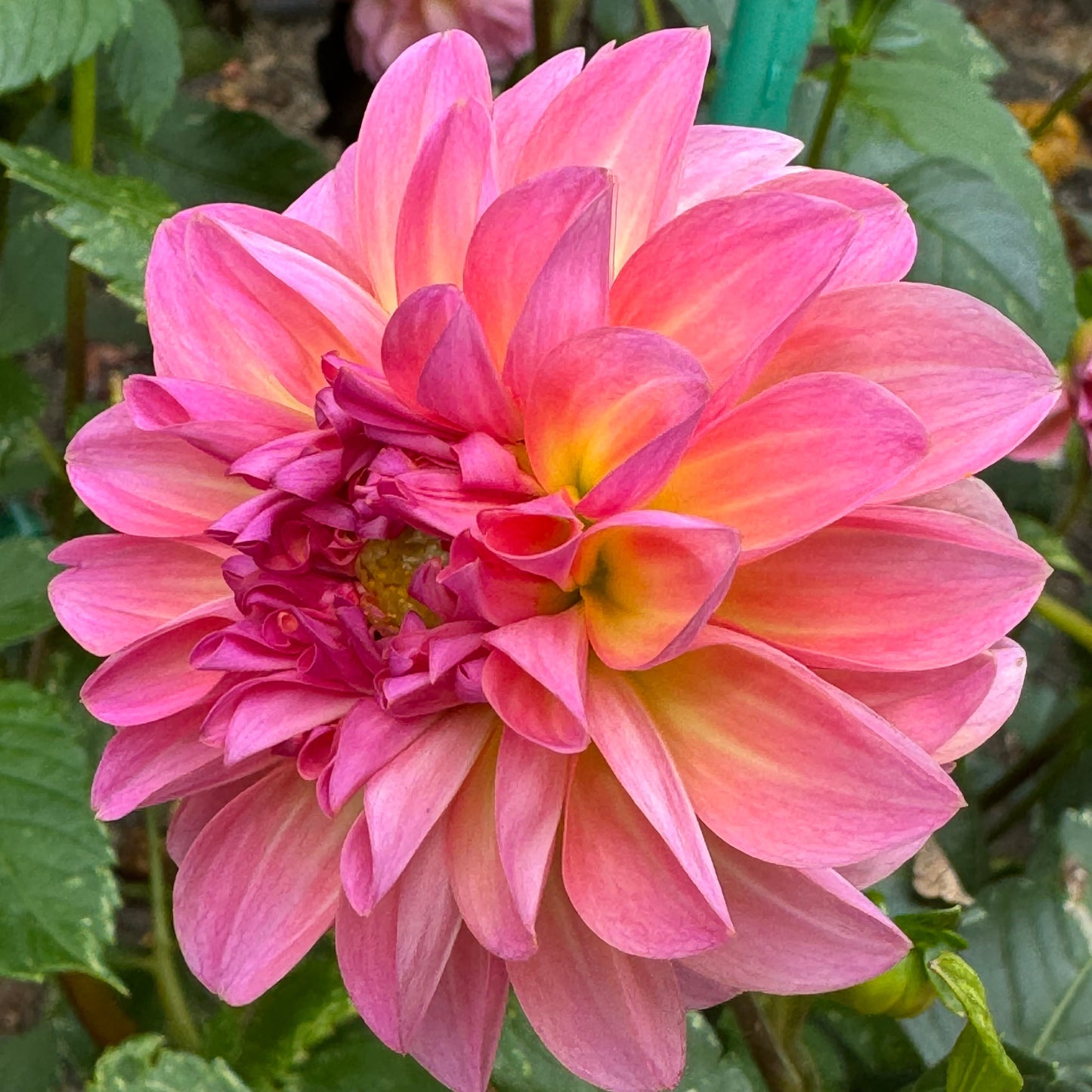 Tahoma Laurie J Dahlia