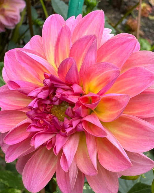 Tahoma Laurie J Dahlia