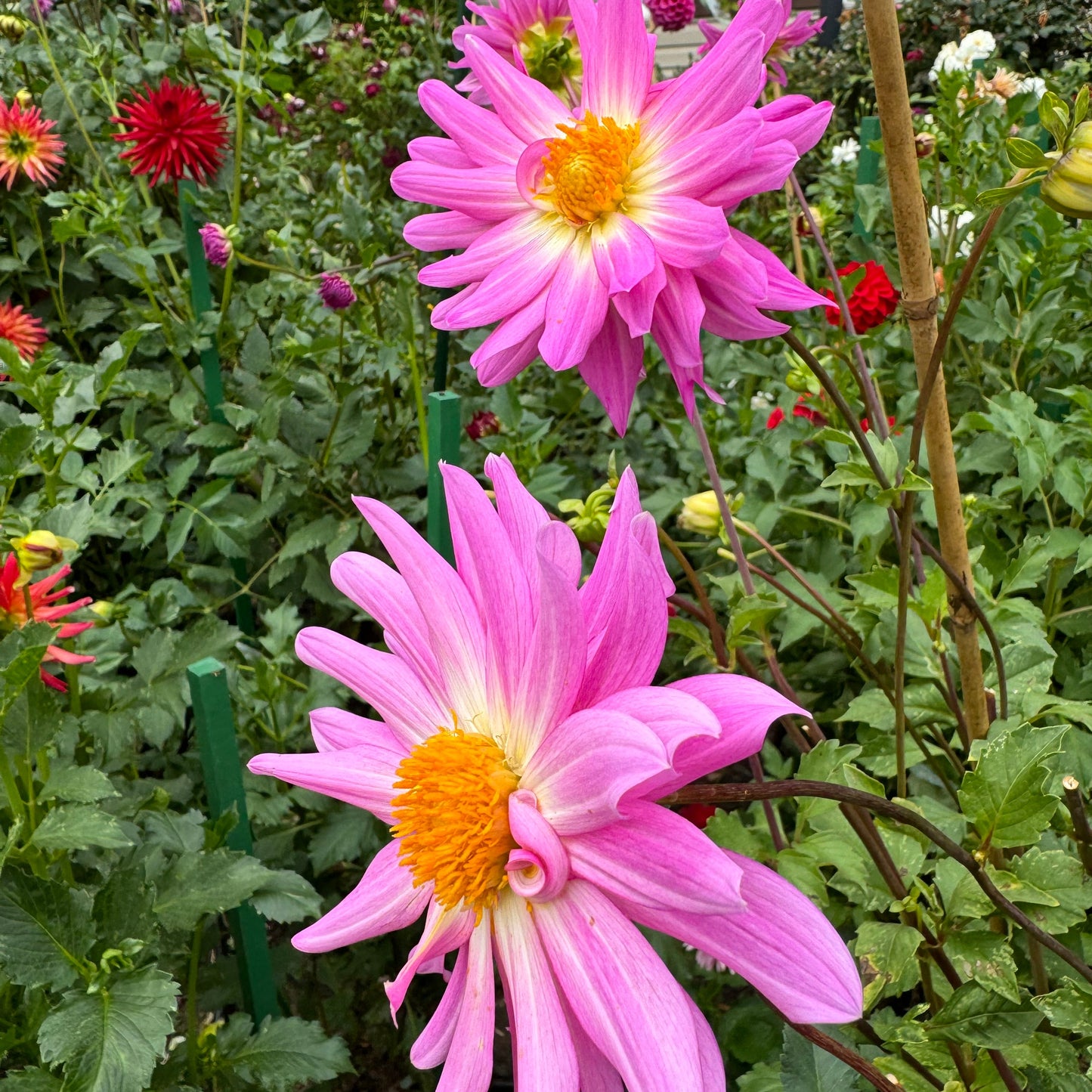 Pink Starburst Dahlia