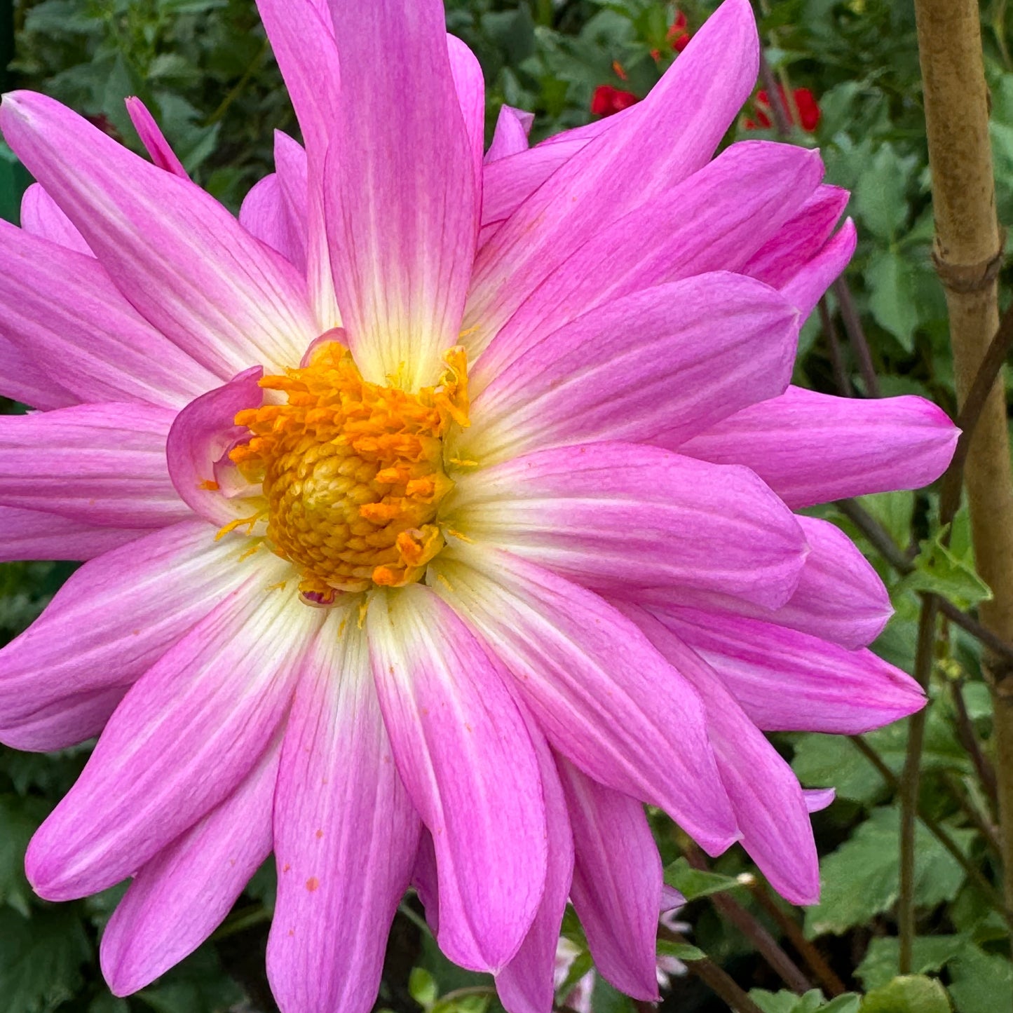 Pink Starburst Dahlia