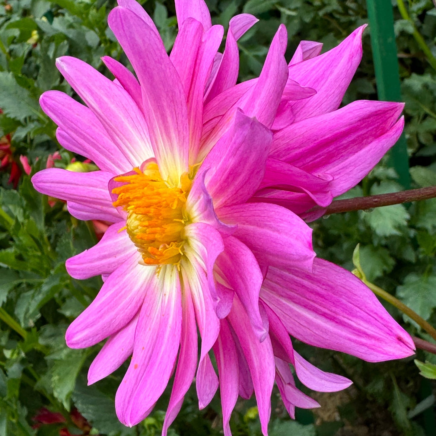 Pink Starburst Dahlia