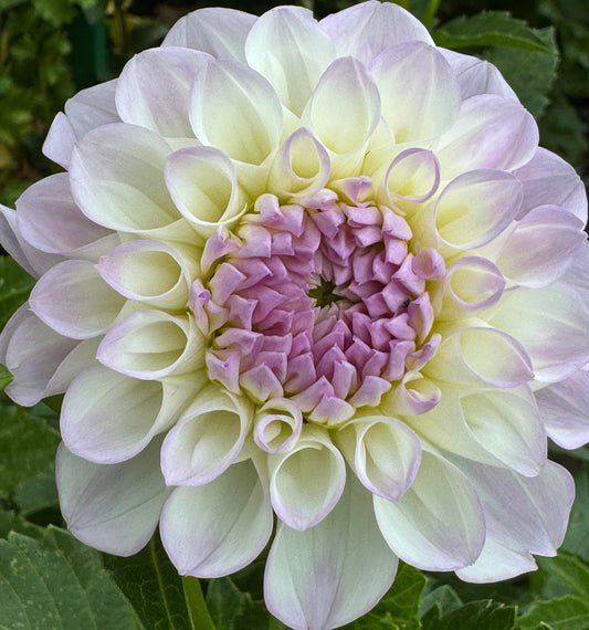Midnight Moon Dahlia