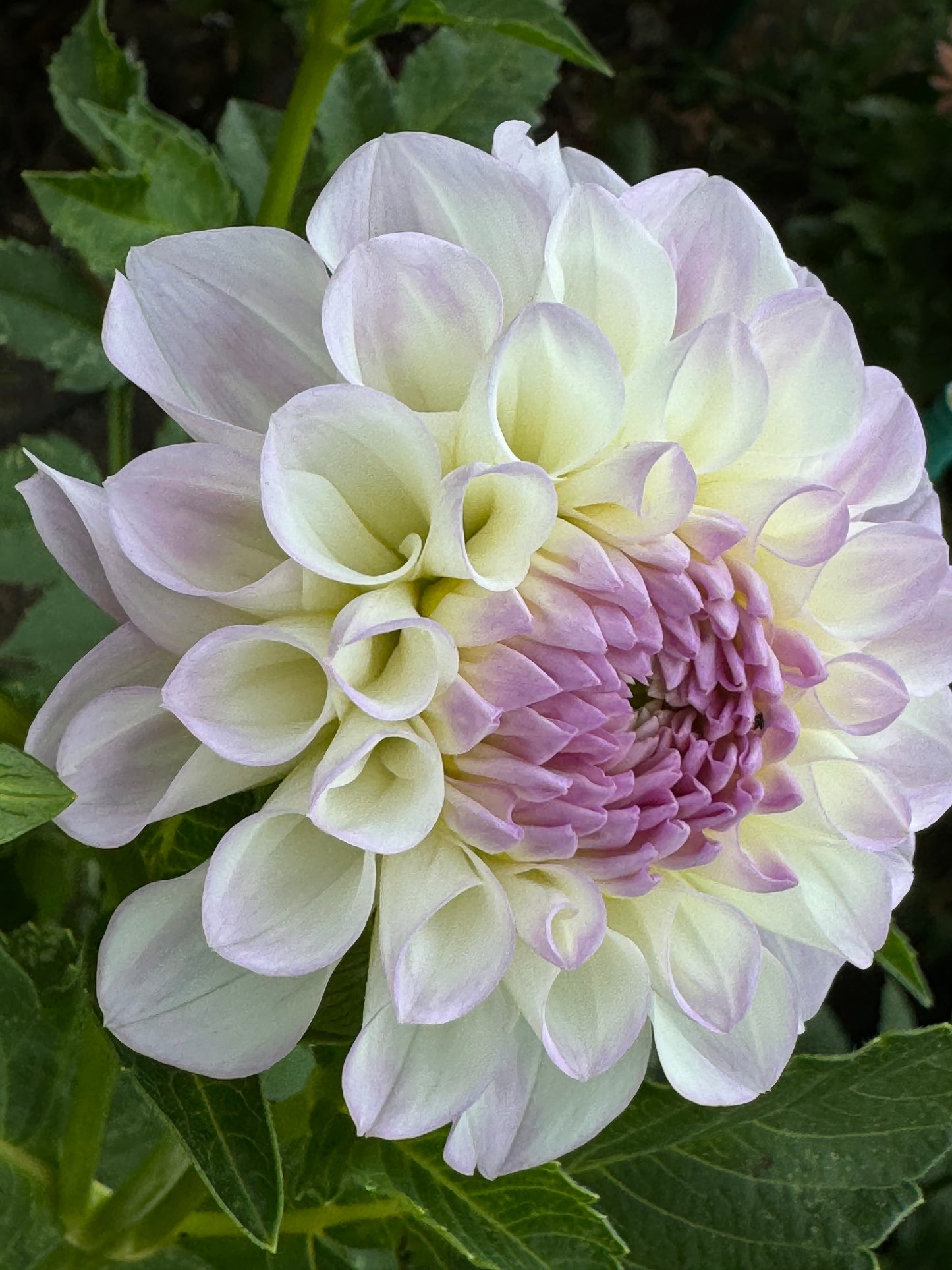 Midnight Moon Dahlia