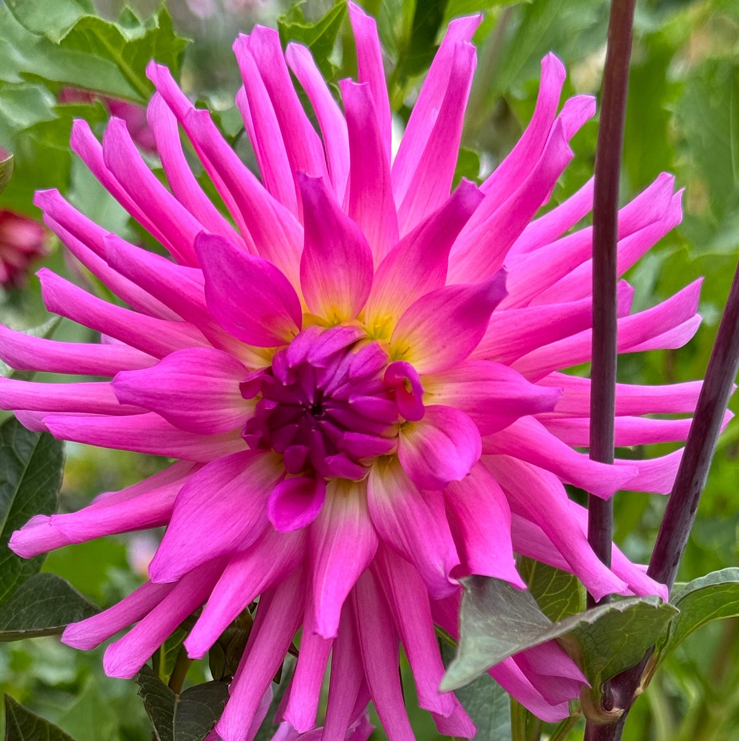 Parkland Rave Dahlia