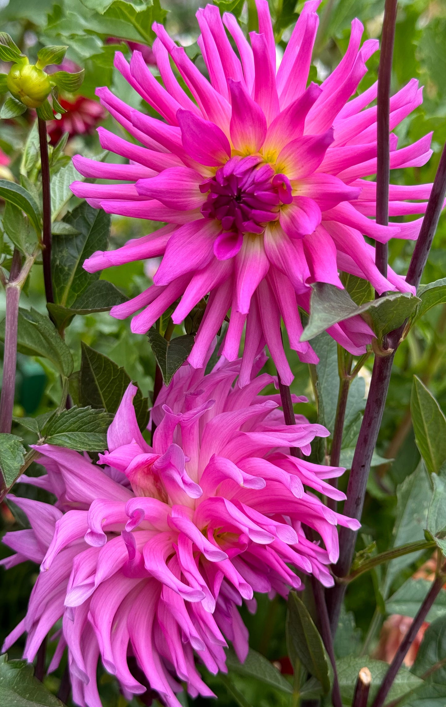 Parkland Rave Dahlia