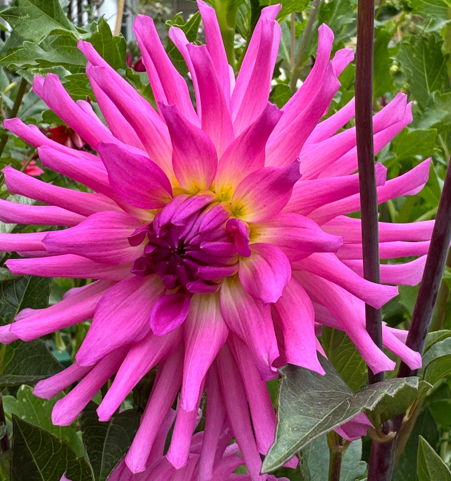 Parkland Rave Dahlia