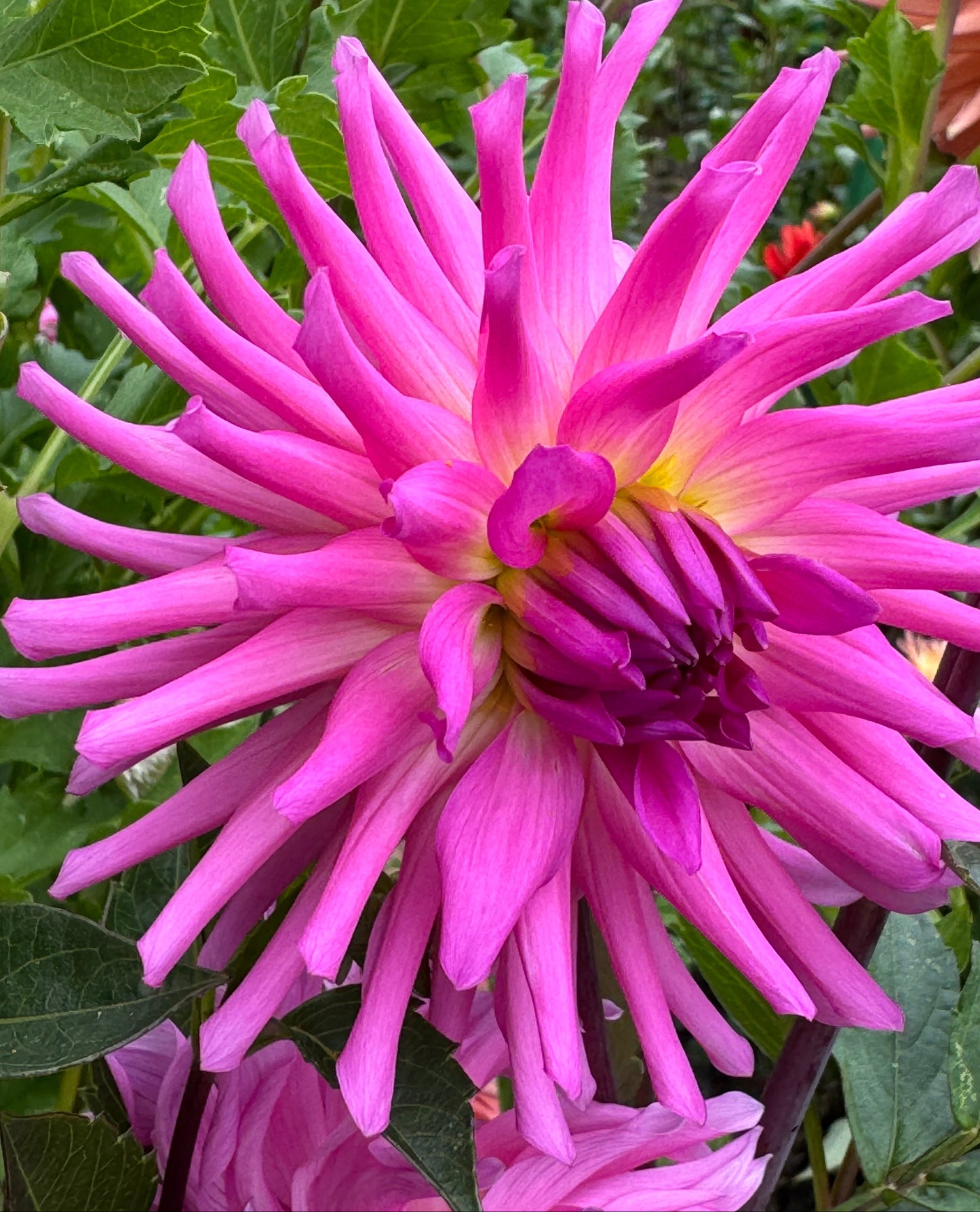 Parkland Rave Dahlia