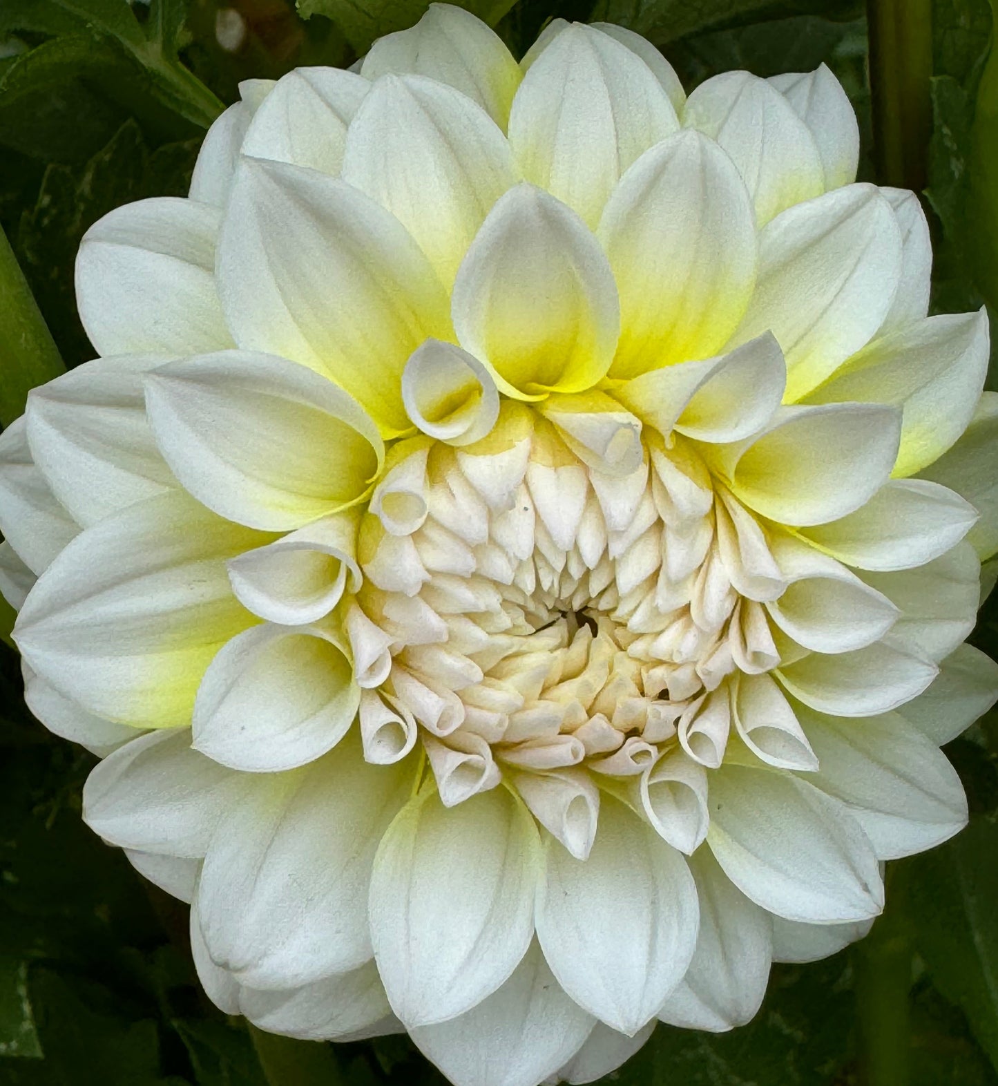 Ova Jo Dahlia