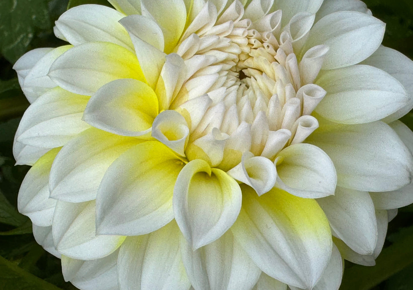 Ova Jo Dahlia