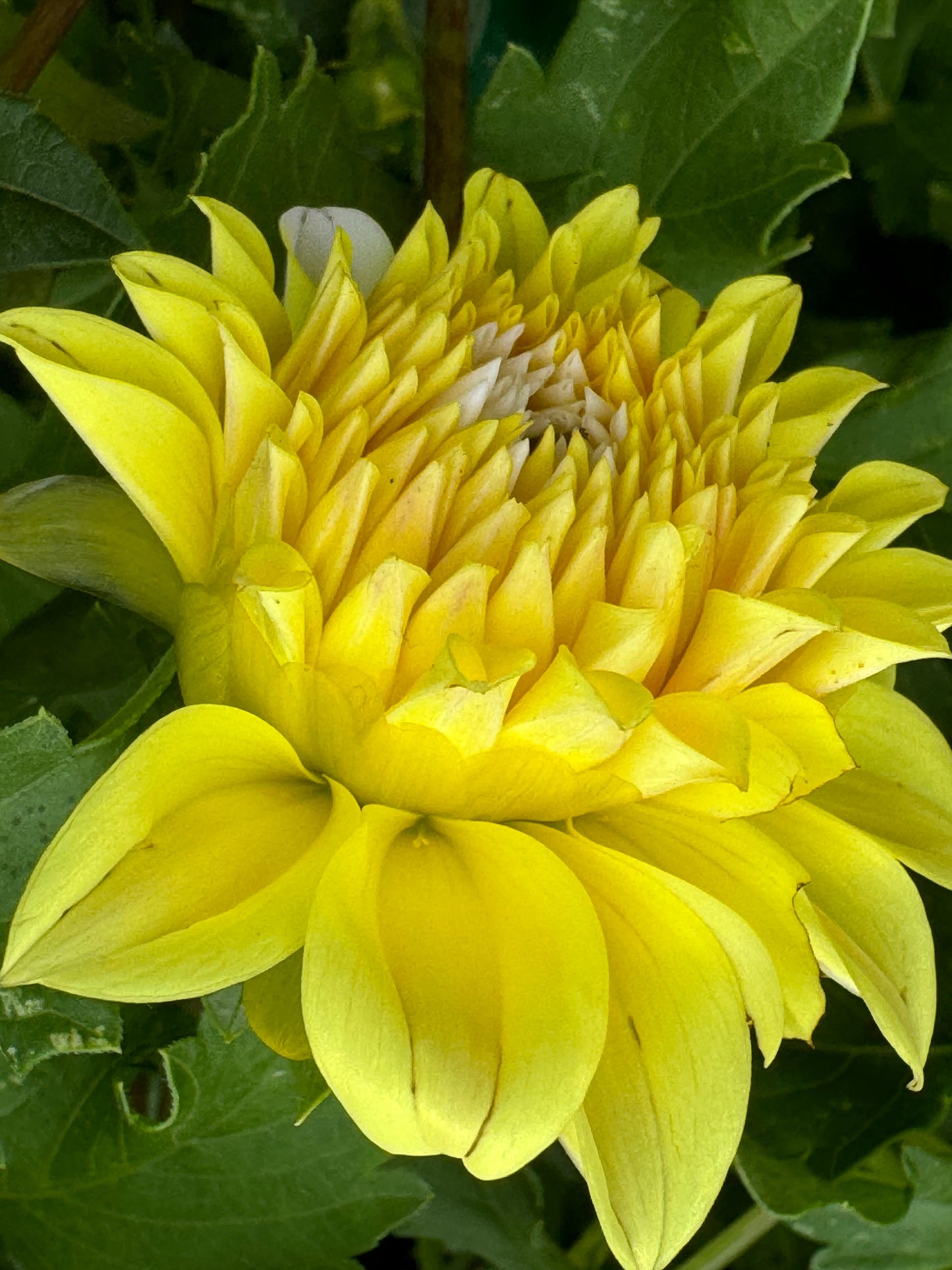 Ova Jo Dahlia