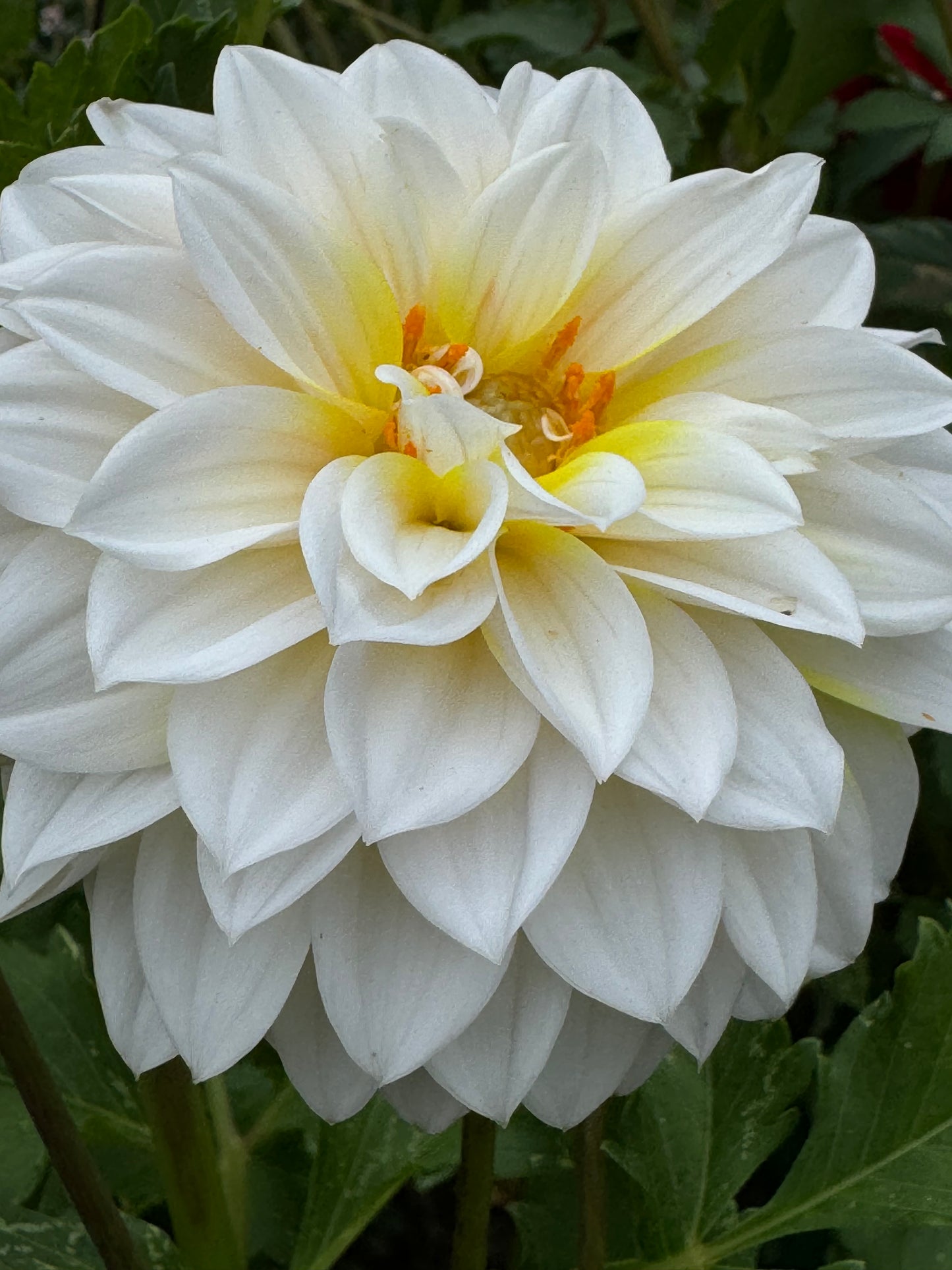 Ova Jo Dahlia