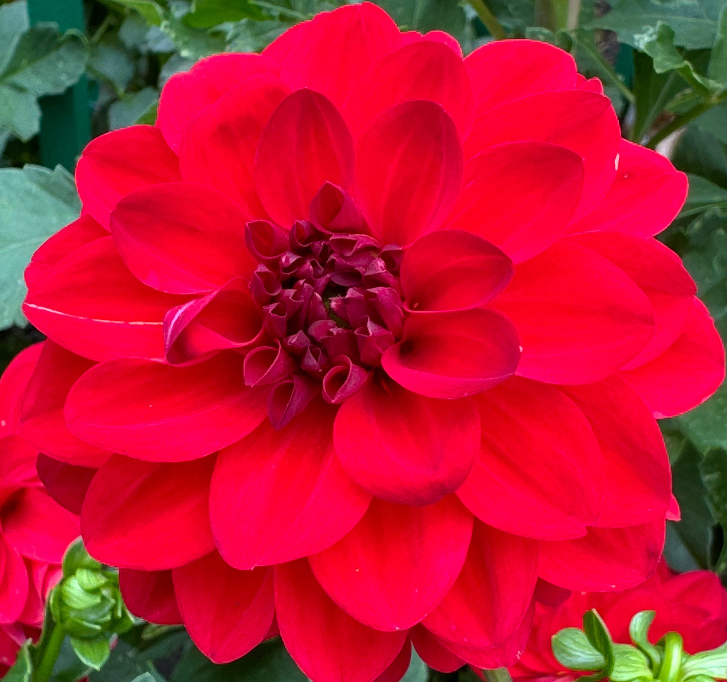 Paget Sparkle Dahlia