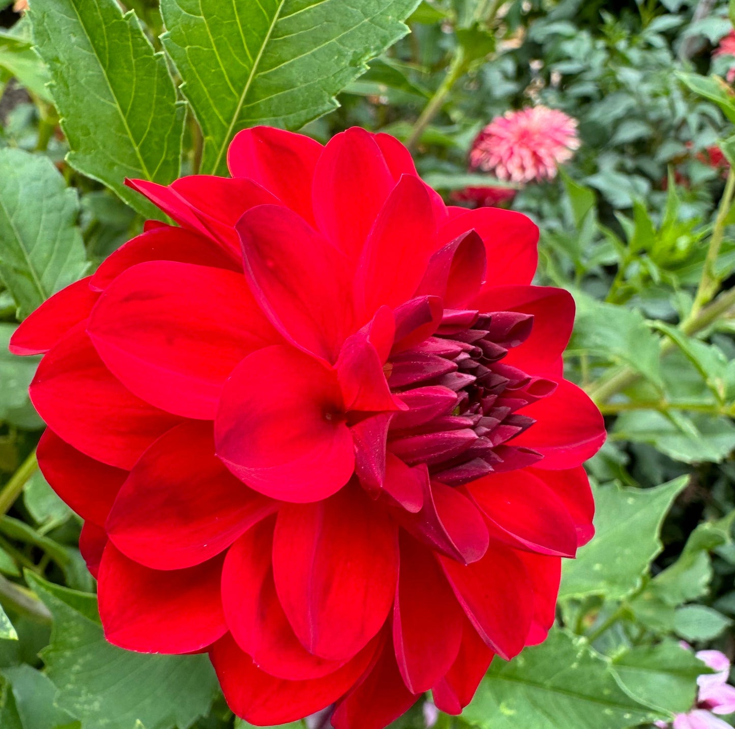 Paget Sparkle Dahlia