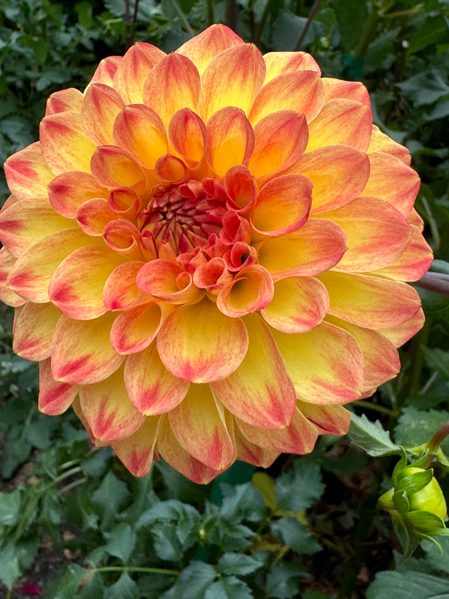 Bloomquist Spicy Dahlia