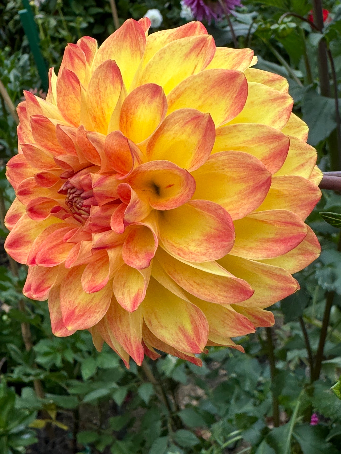 Bloomquist Spicy Dahlia