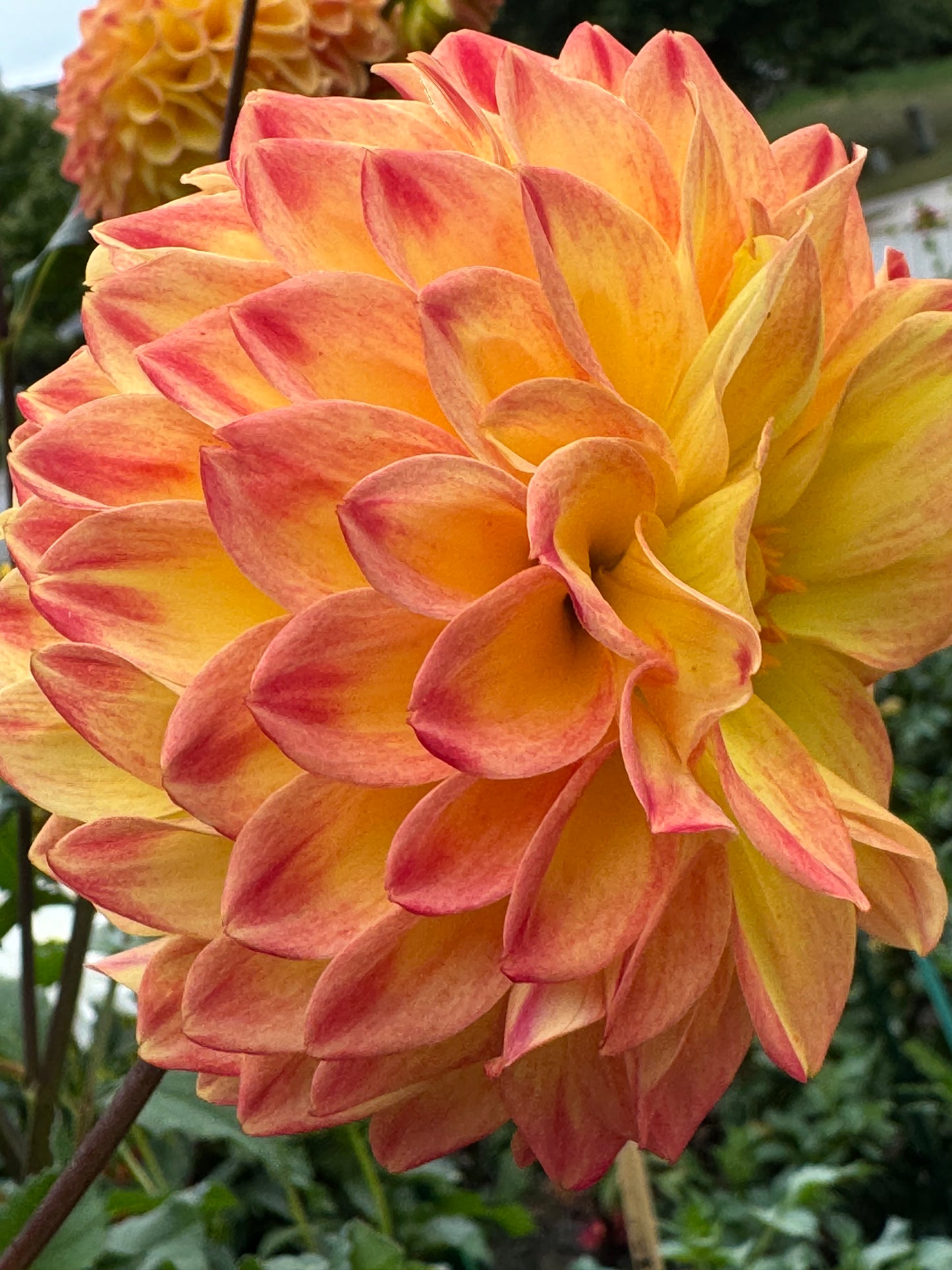 Bloomquist Spicy Dahlia