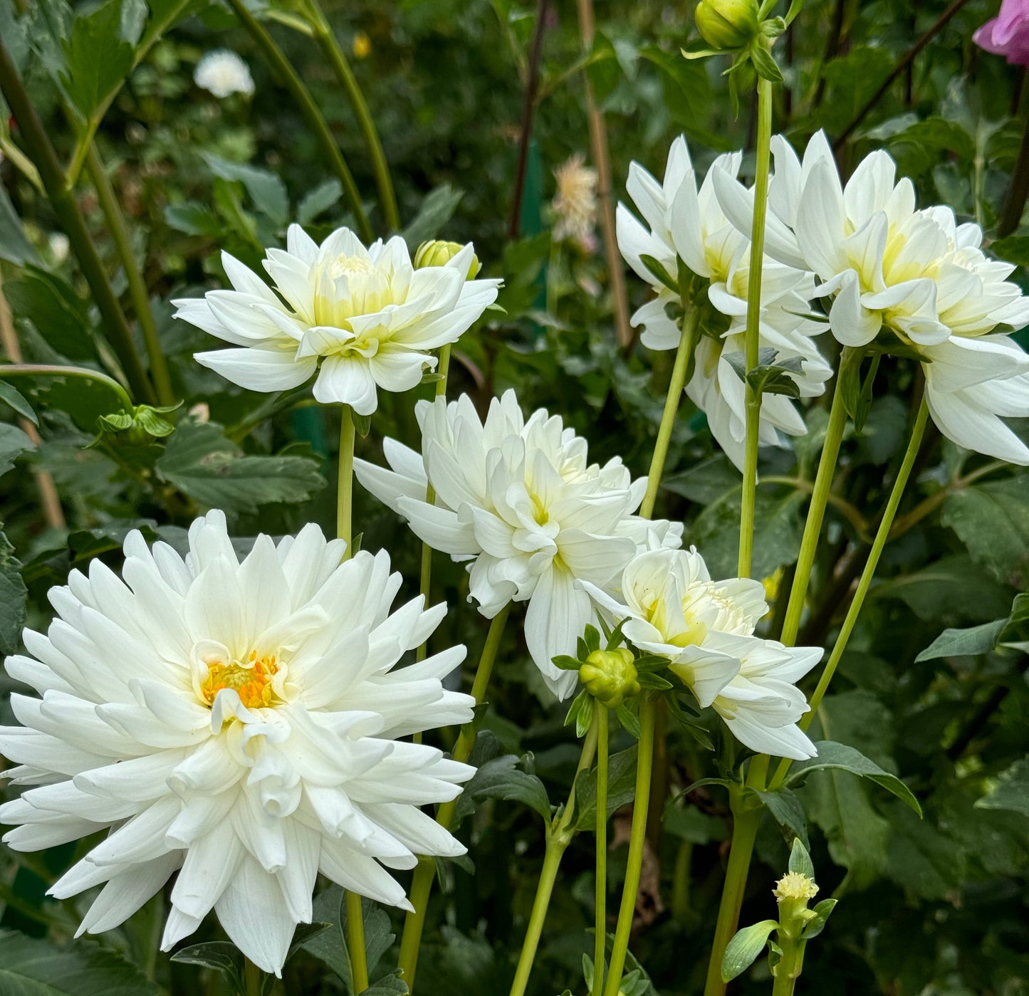 White Princess Dahlia