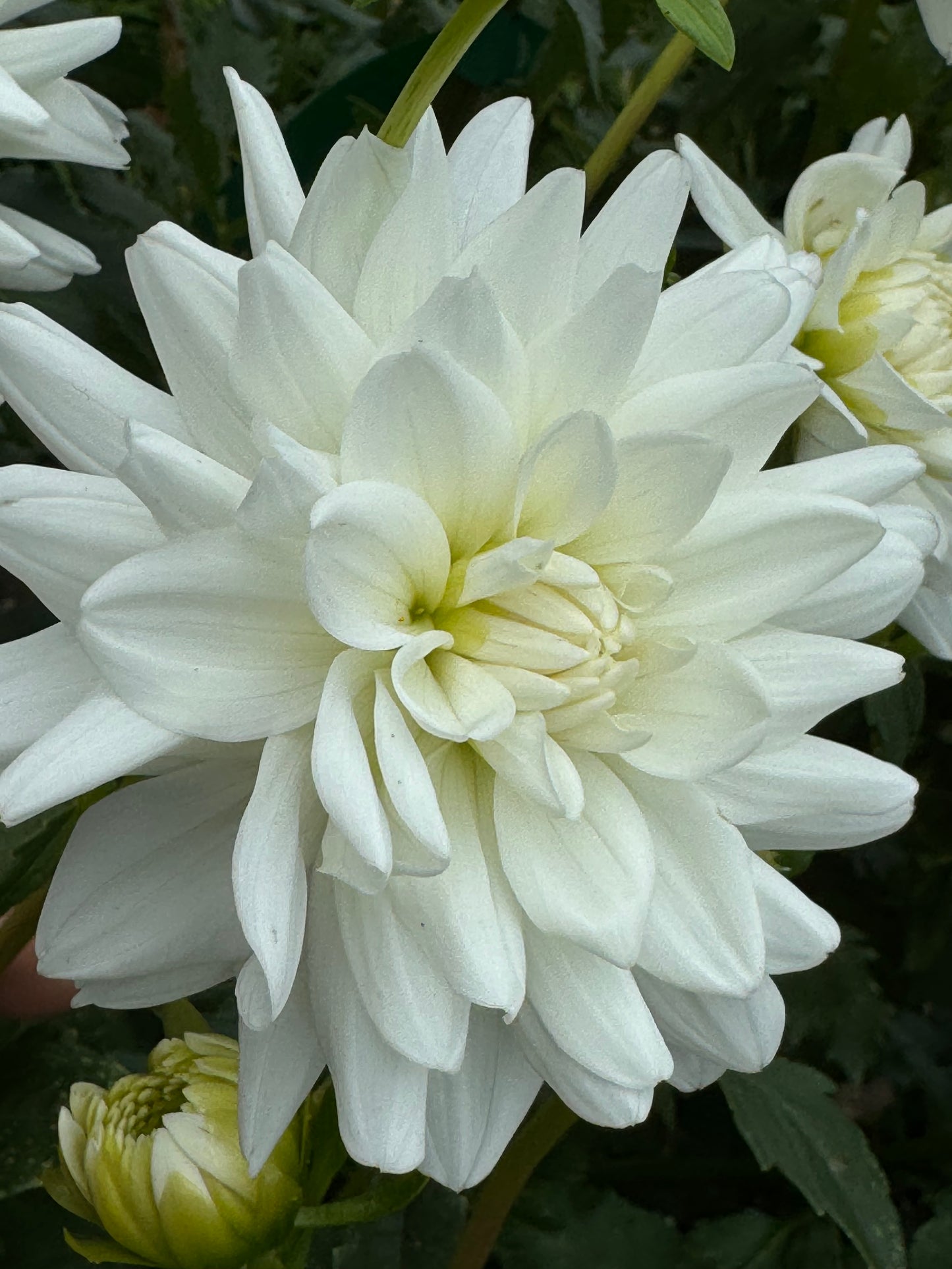 White Princess Dahlia