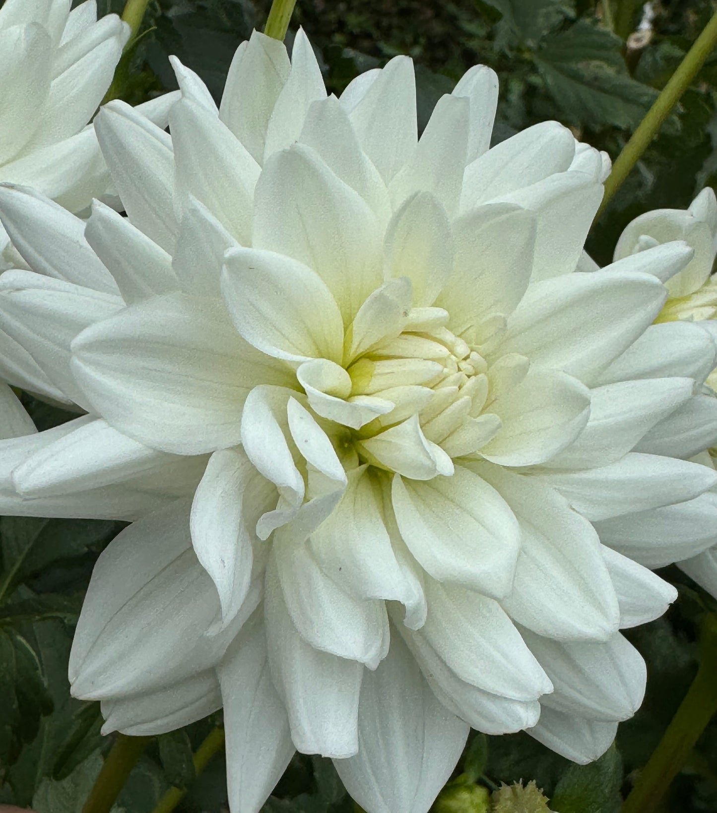 White Princess Dahlia