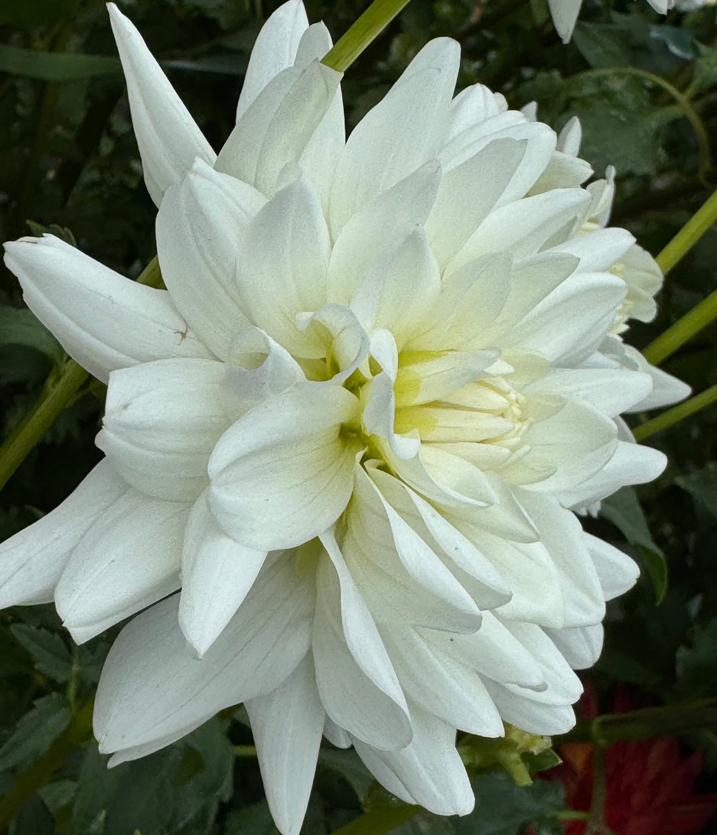 White Princess Dahlia