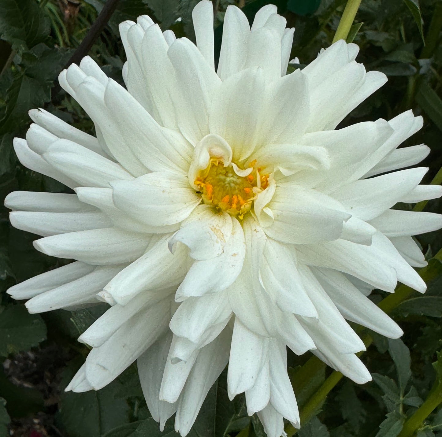 White Princess Dahlia