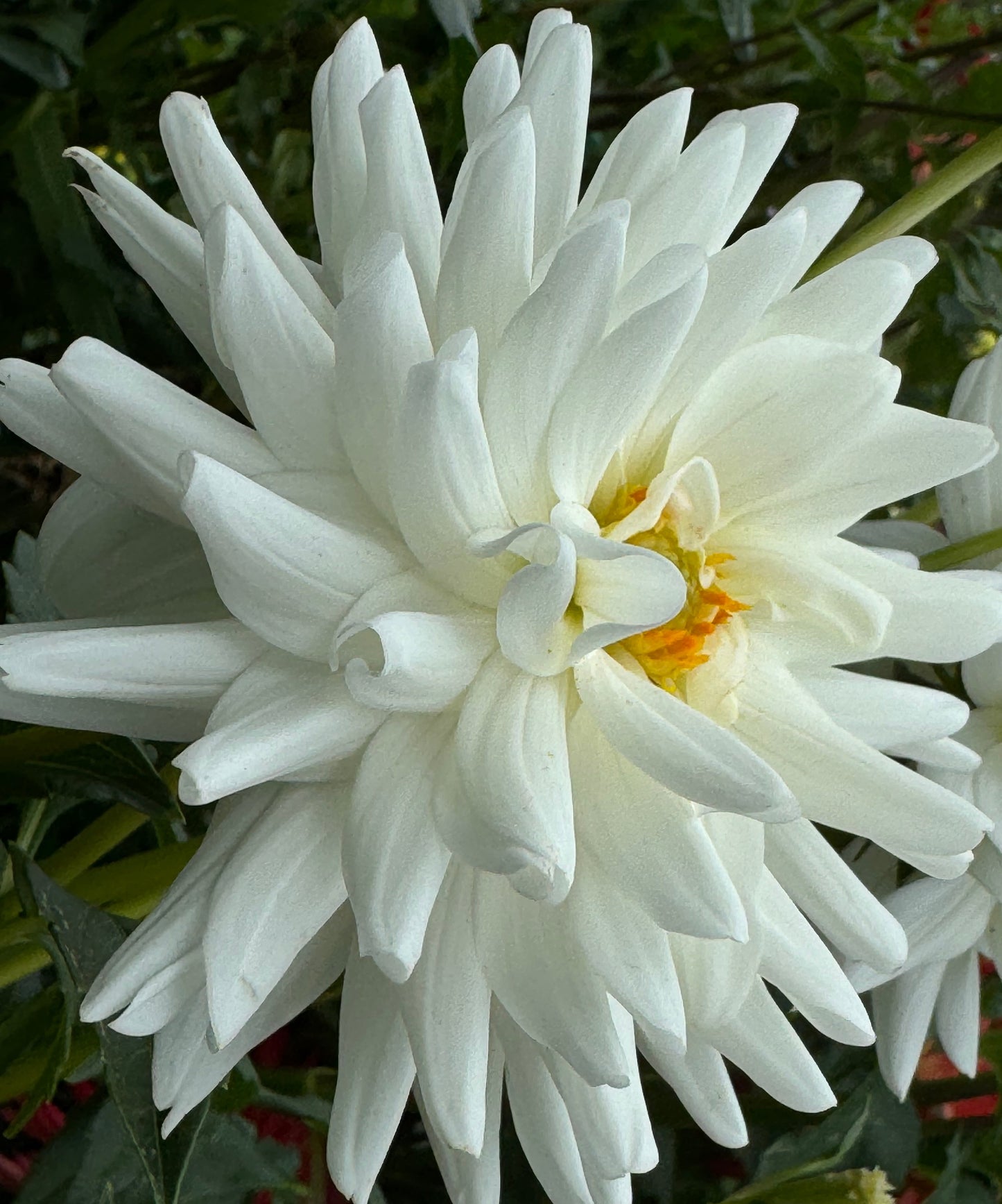 White Princess Dahlia