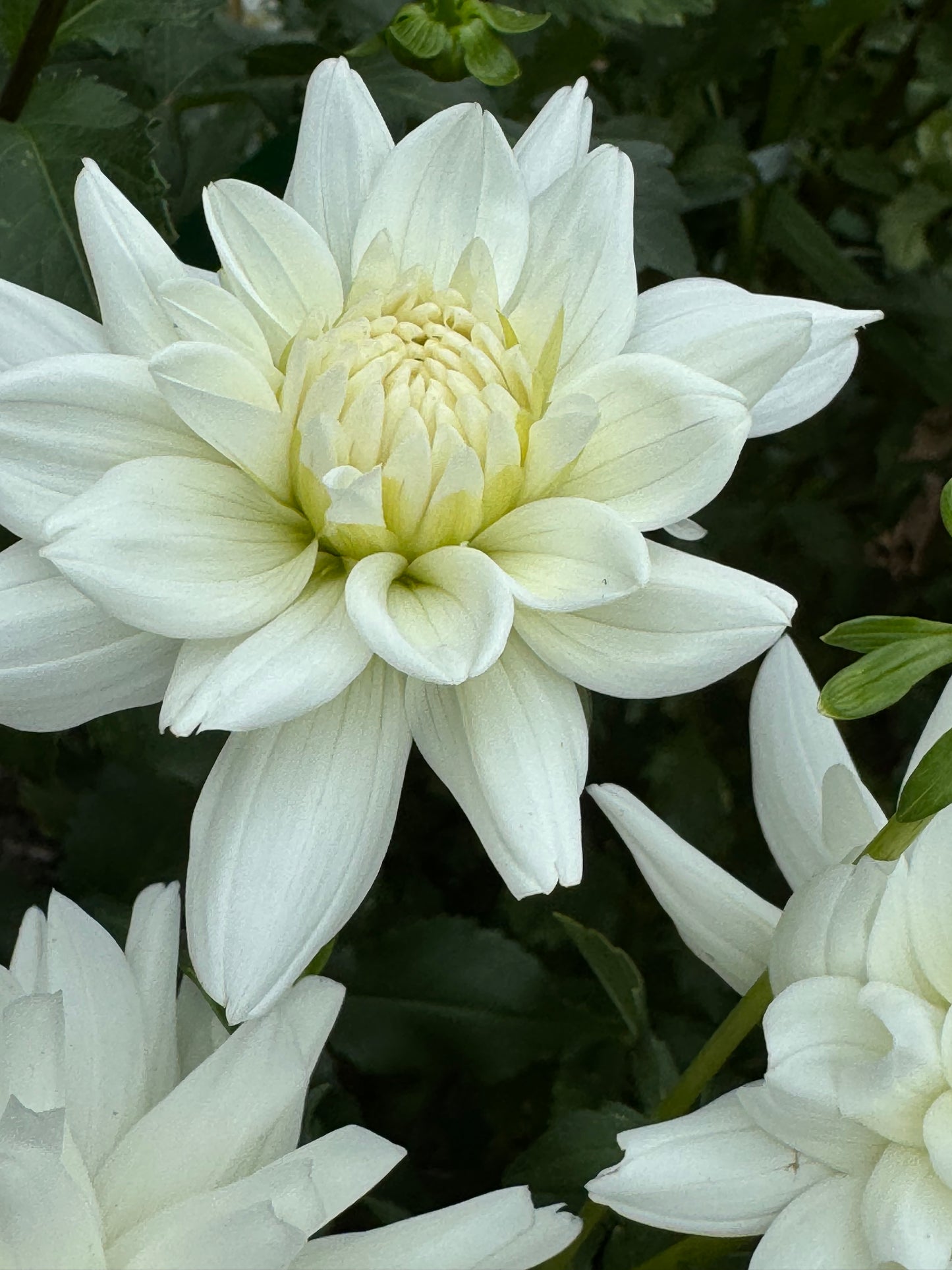 White Princess Dahlia